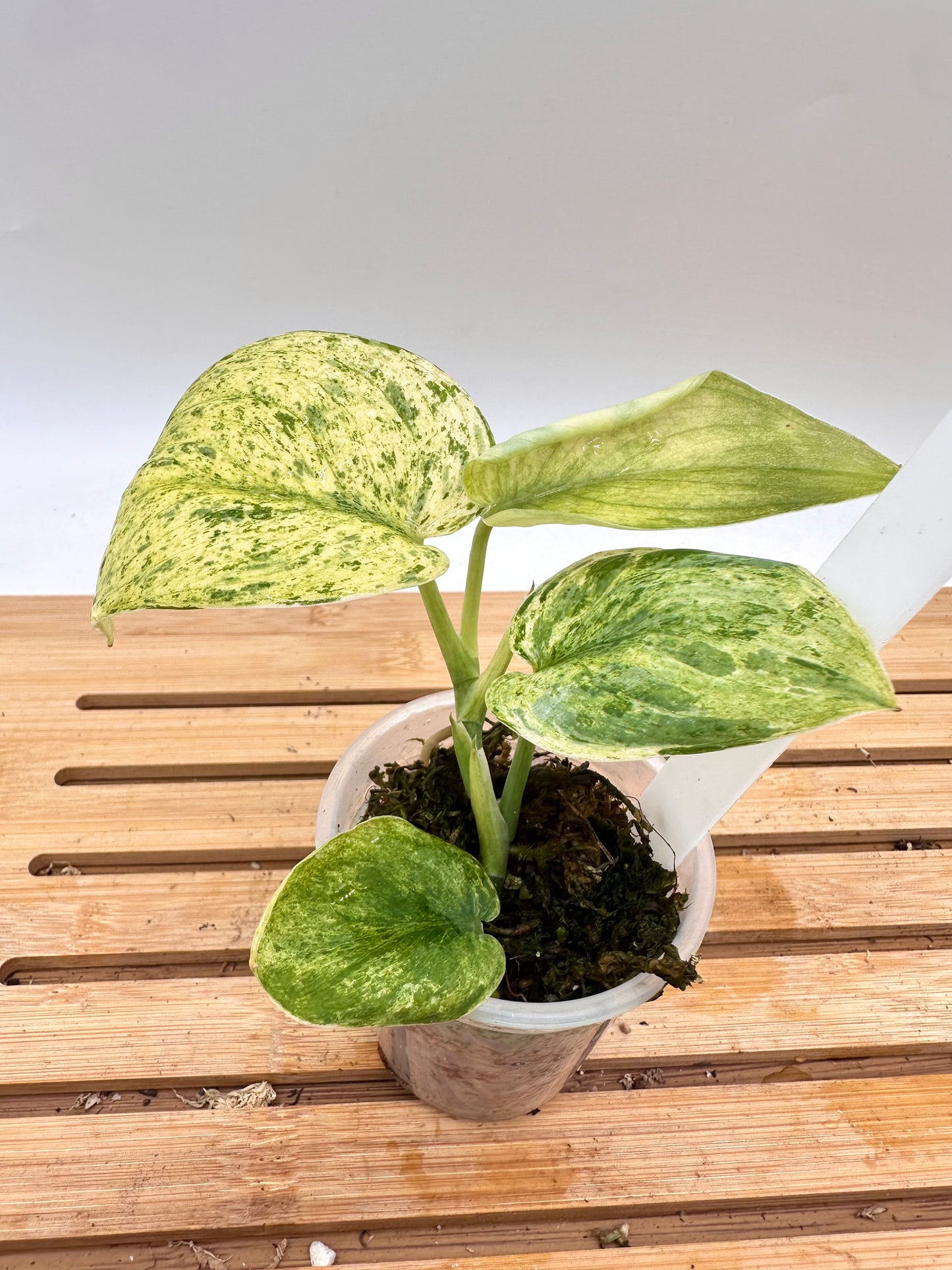 Scindapsus Halimoon Variegated