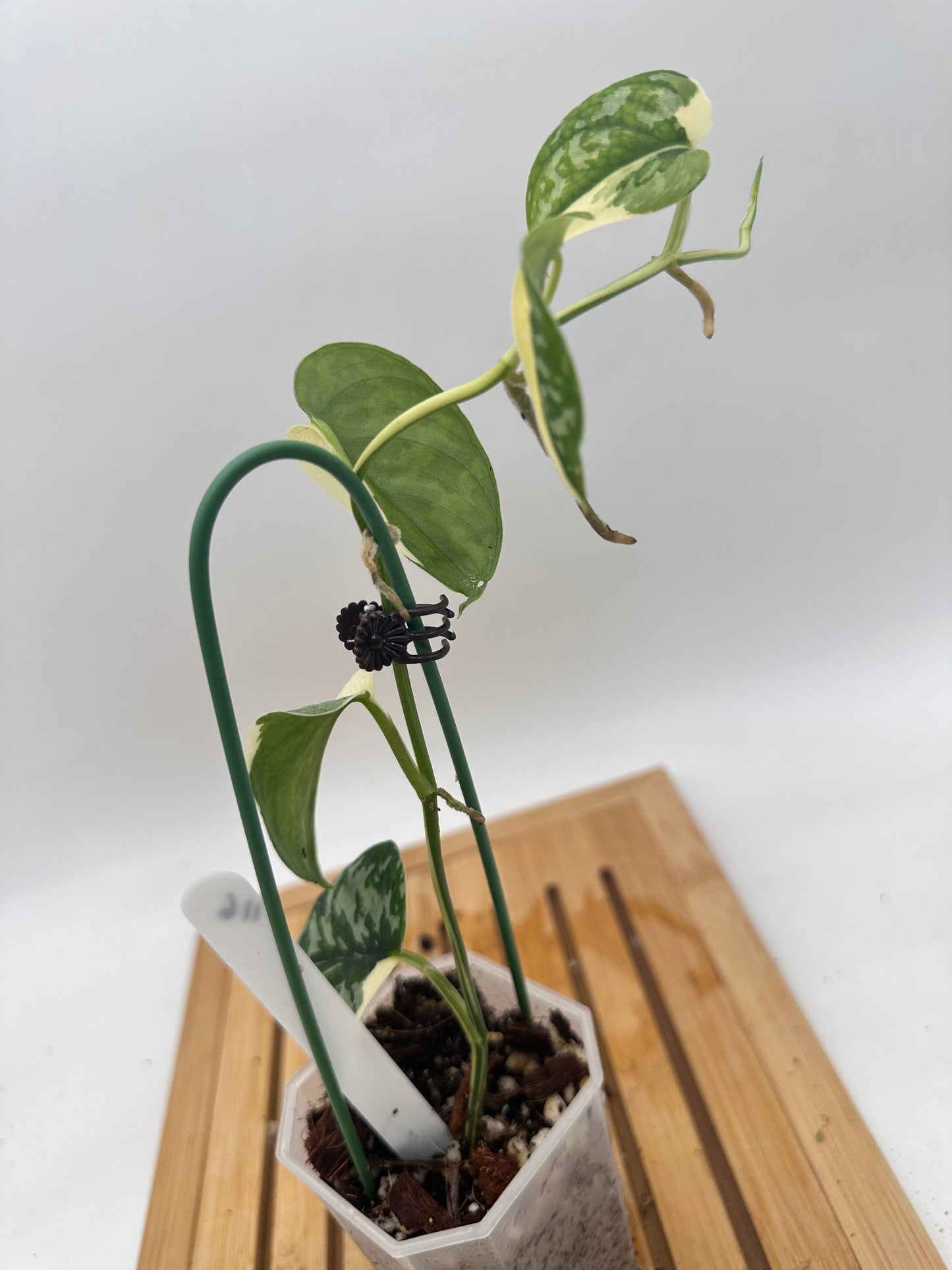 Scindapsus Mayari Variegated