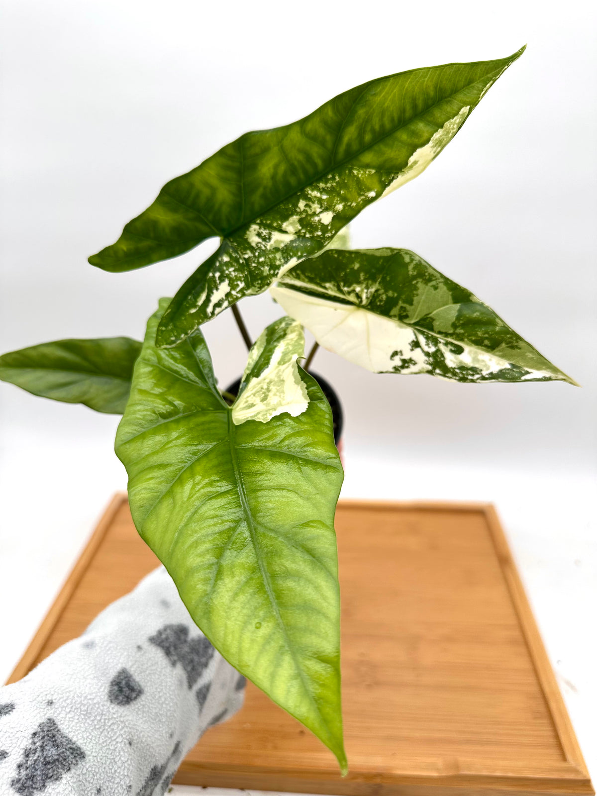 Alocasia Simpo Albo Variegated