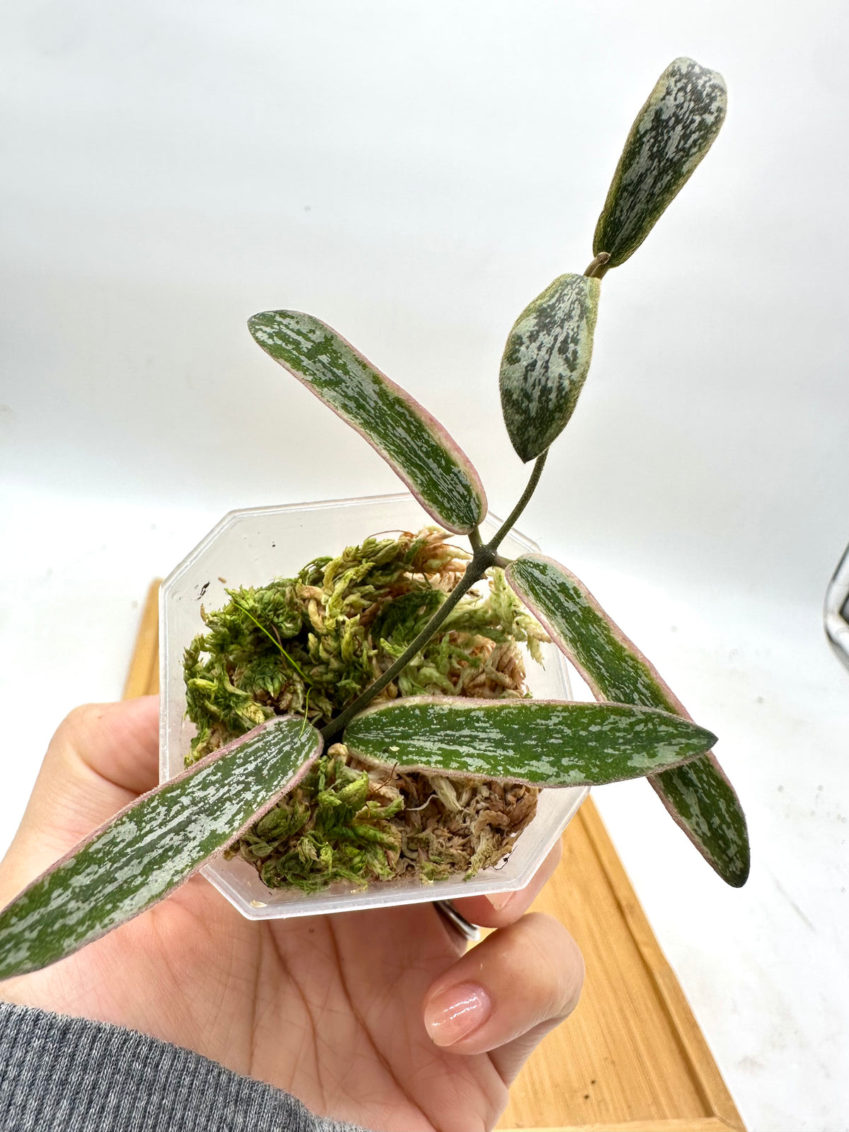 Hoya Sigillatis Variegated