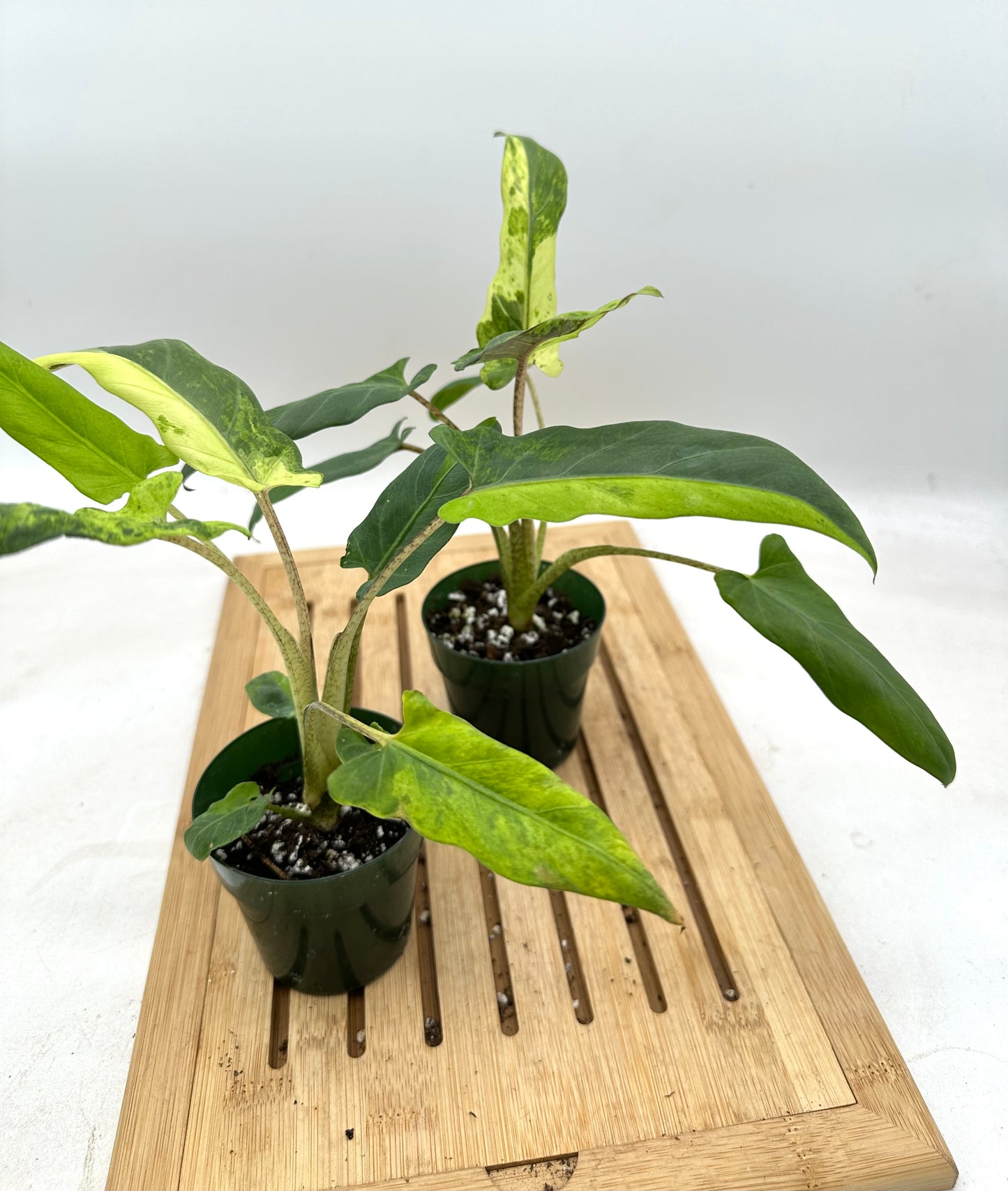 Alocasia Lauterbachiana Variegated (Purple Sword)