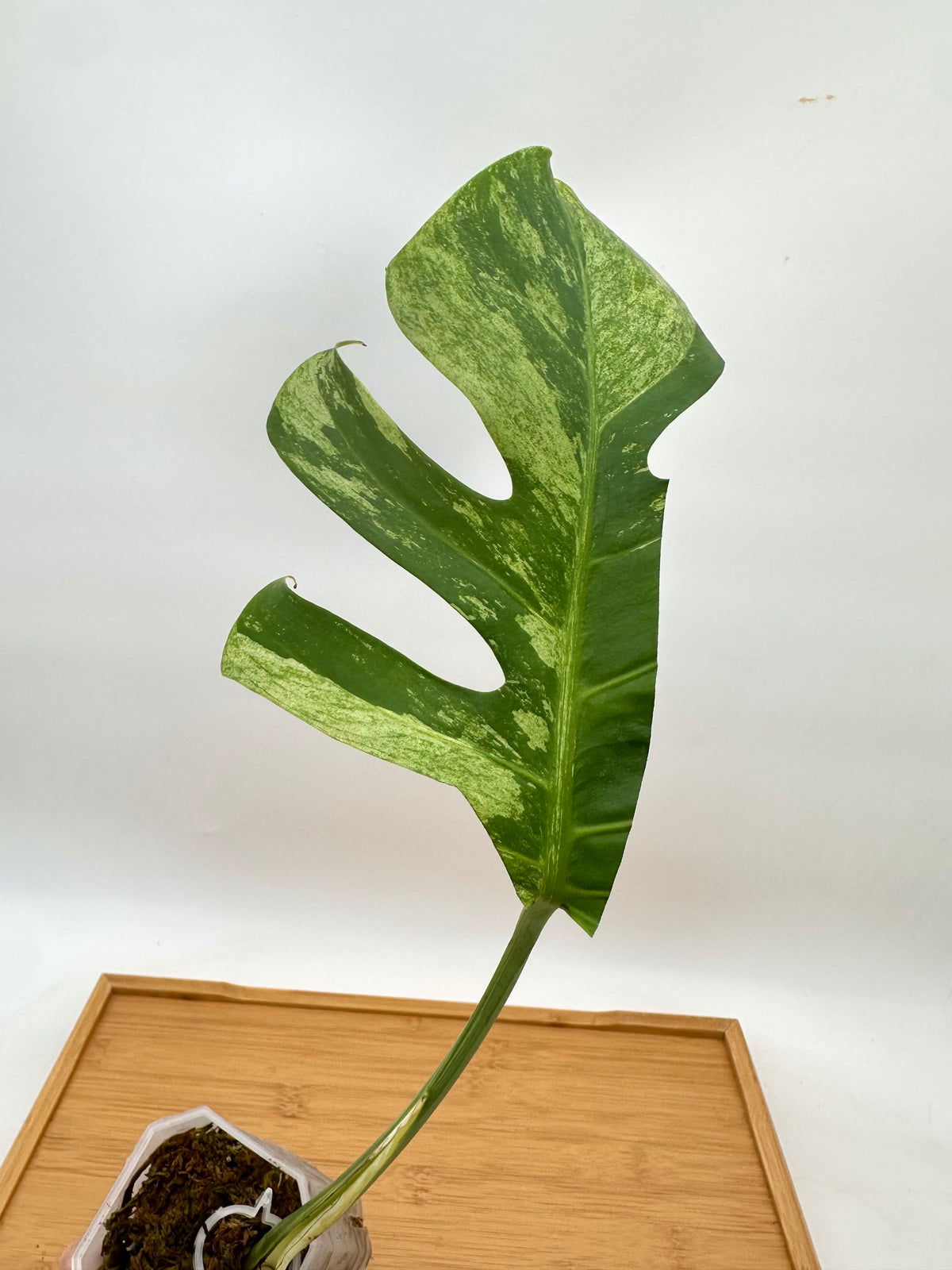 Monstera ‘Jungle Mint’