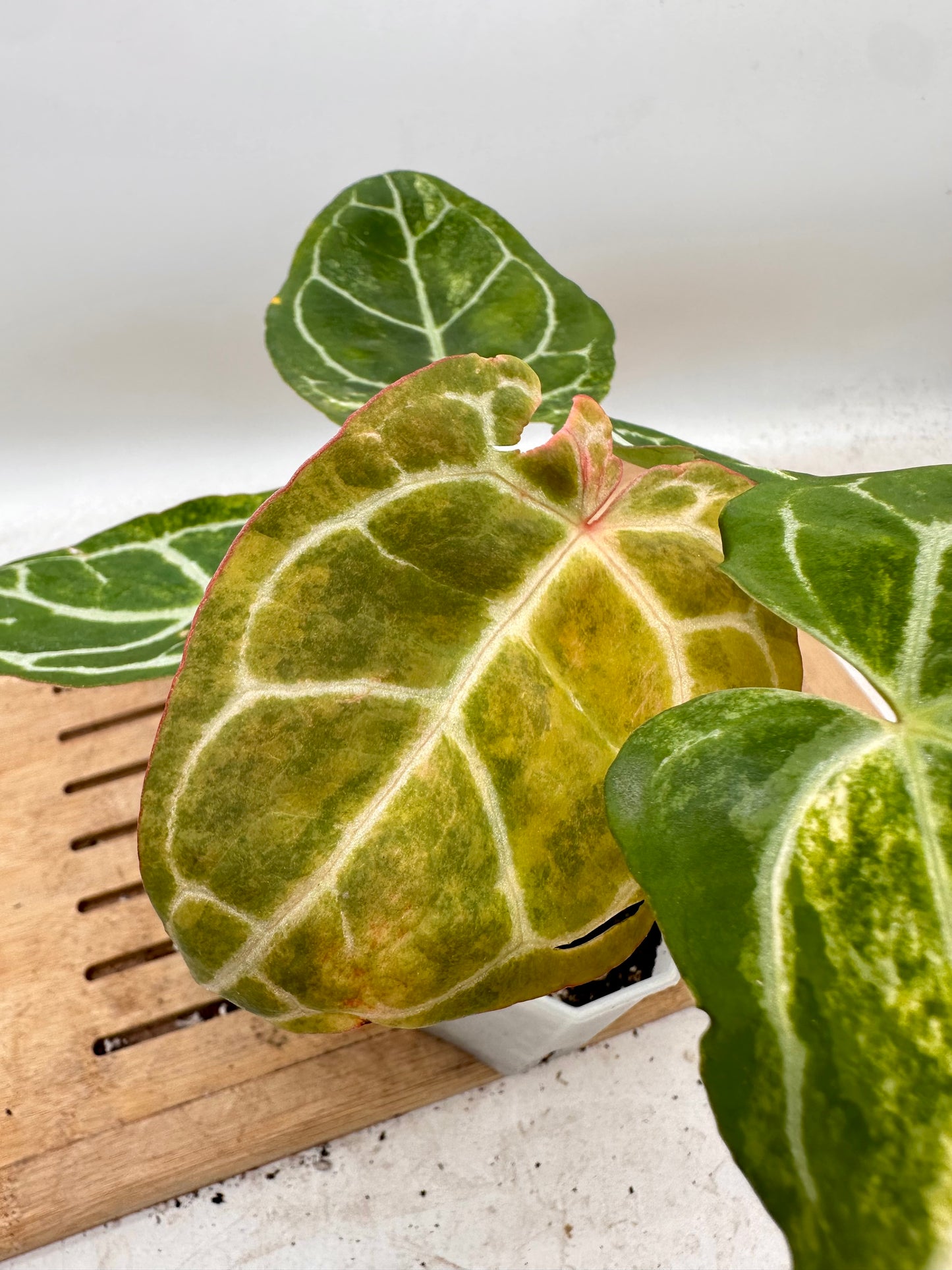 Anthurium Crystallinum Variegated - Multiple Growths