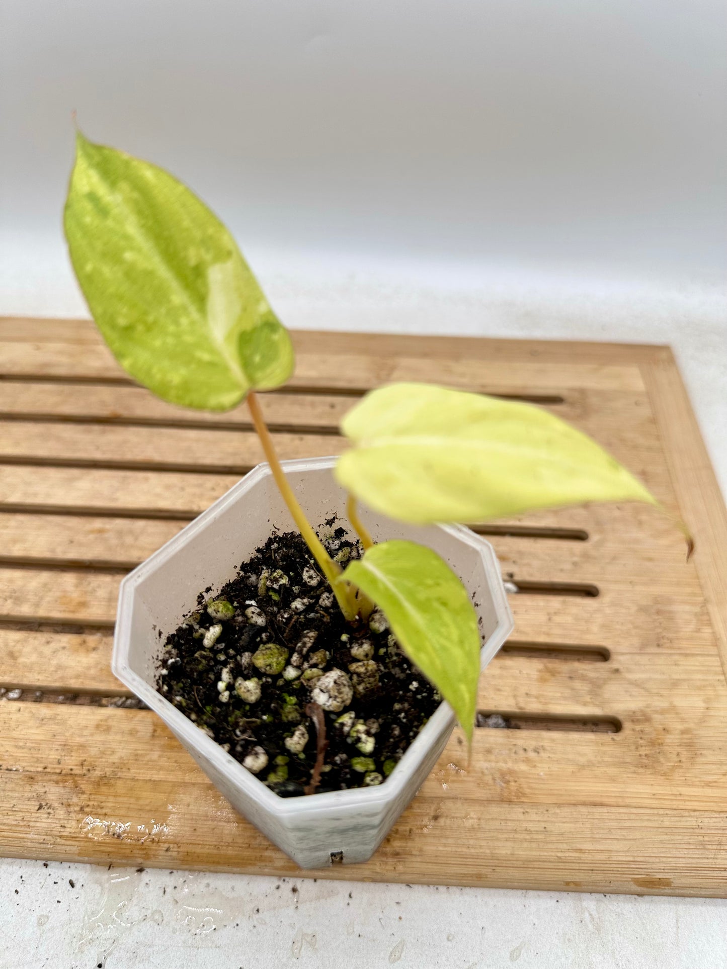 Philodendron Gloriosum Aurea Variegated