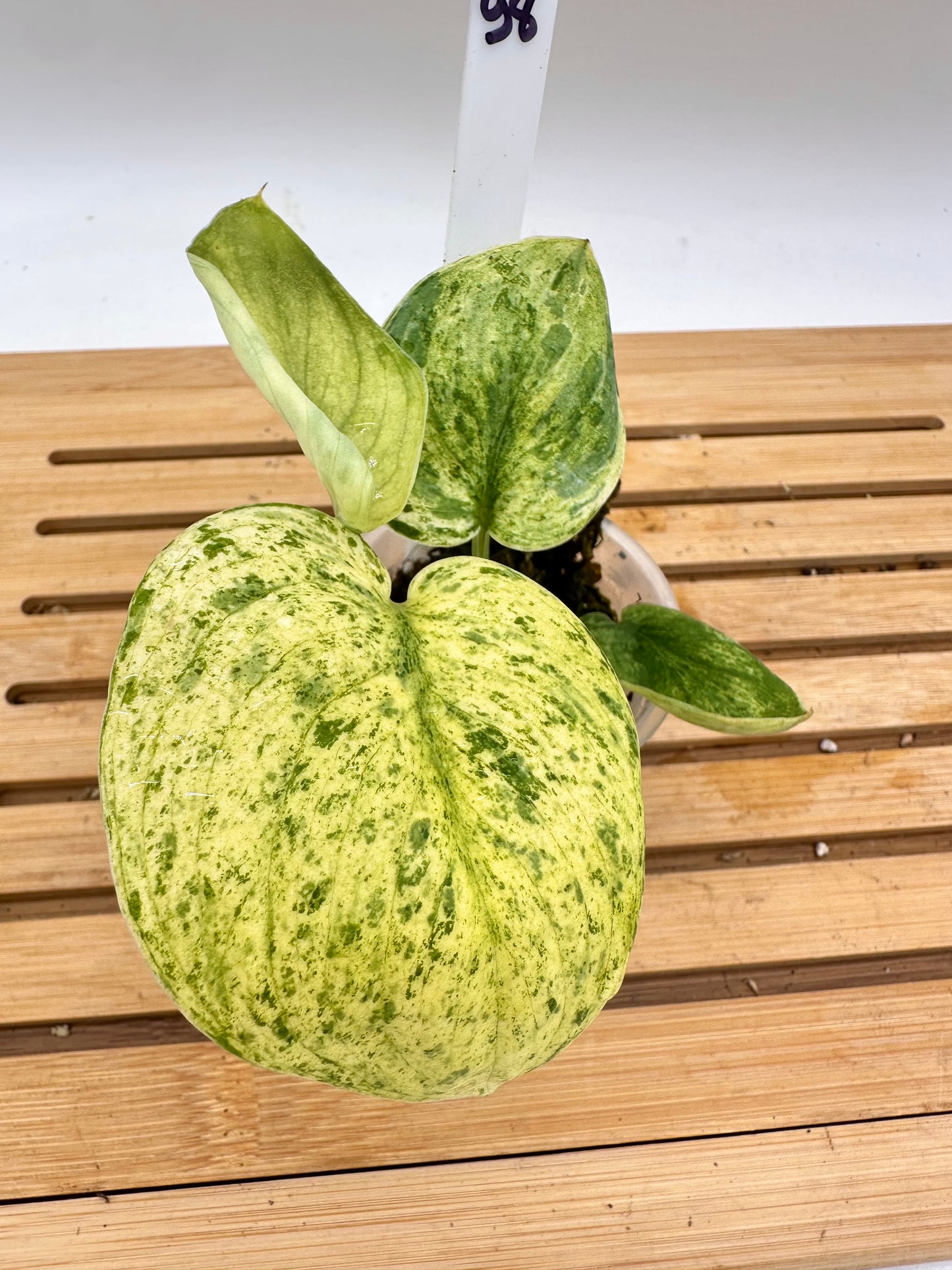 Scindapsus Halimoon Variegated