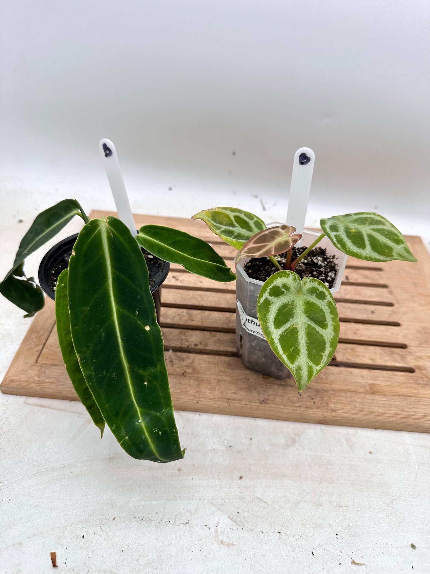 Combo Sale - Anthurium Warocquenum Queen & Anthurium Red Tiger