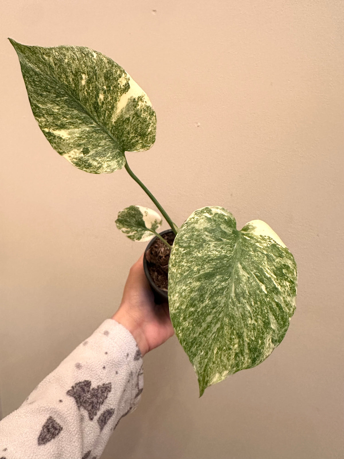 Monstera Legacy B