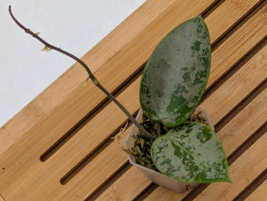 Hoya Verticillata ‘Silver Heart’ - Rooted Top Cutting