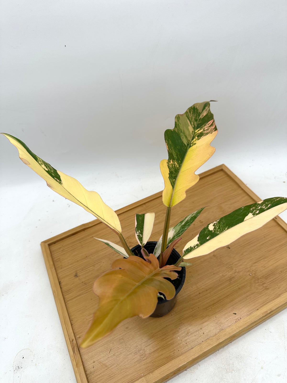 Philodendron Caramel Marble Variegated