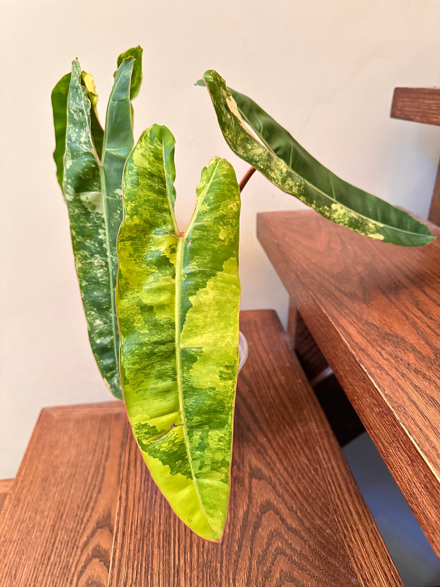 Thanksgiving Sales - Philodendron Billietiae Variegated Full Plant