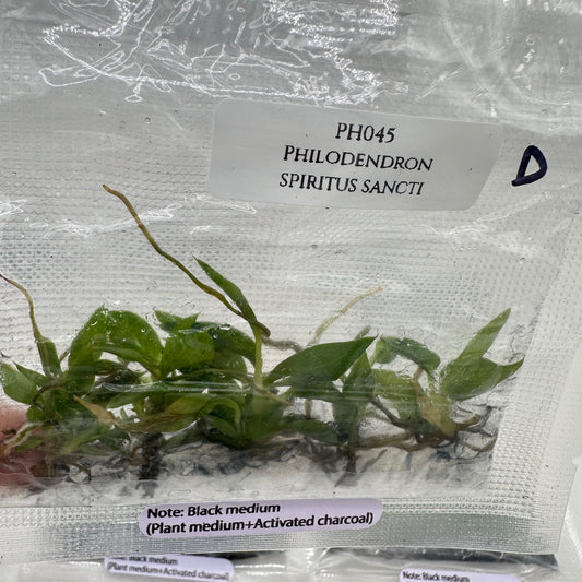 Tissue Culture - Philodendron Spiritus Sancti - Bag of 5