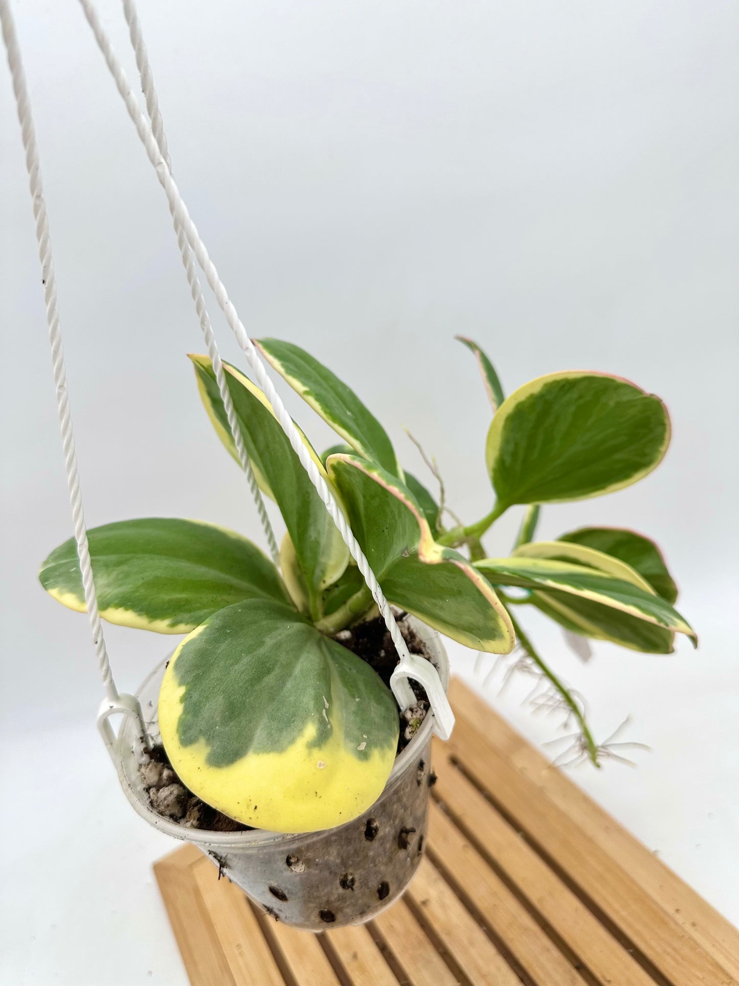 Hoya Pachyclada Albo Variegated