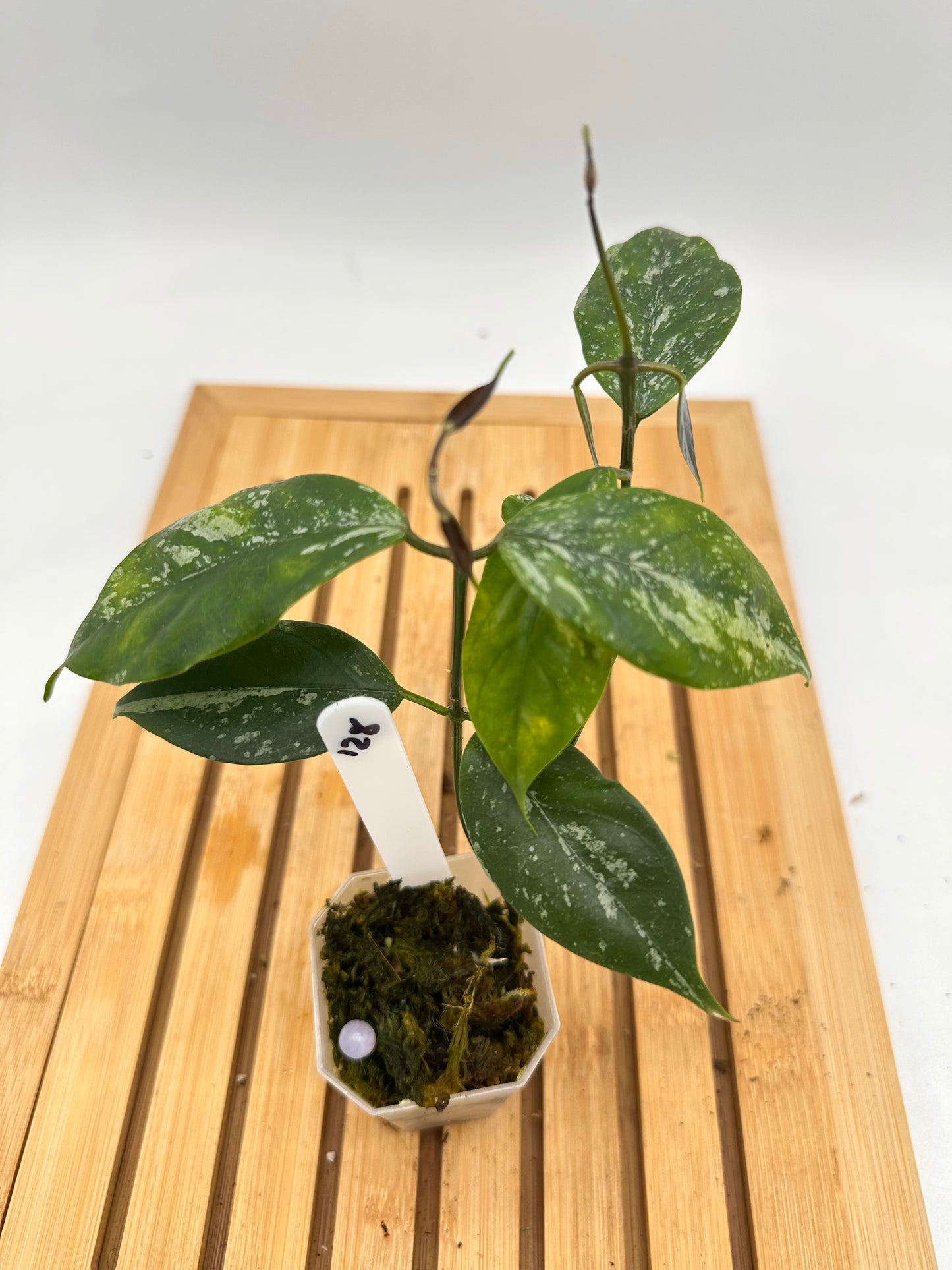 Hoya Coriacea Splash - 128