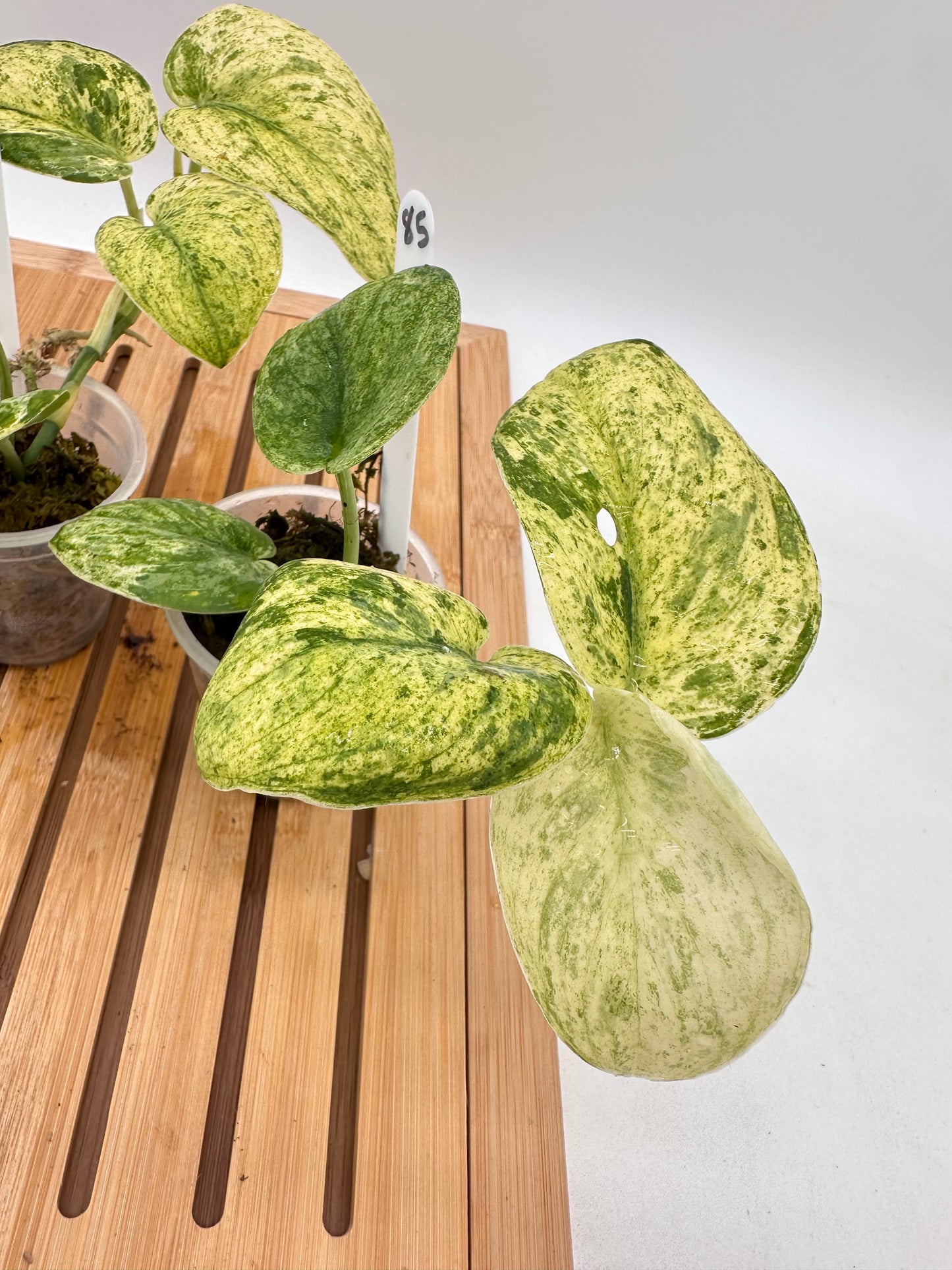 Scindapsus Halimoon Variegated 084 085