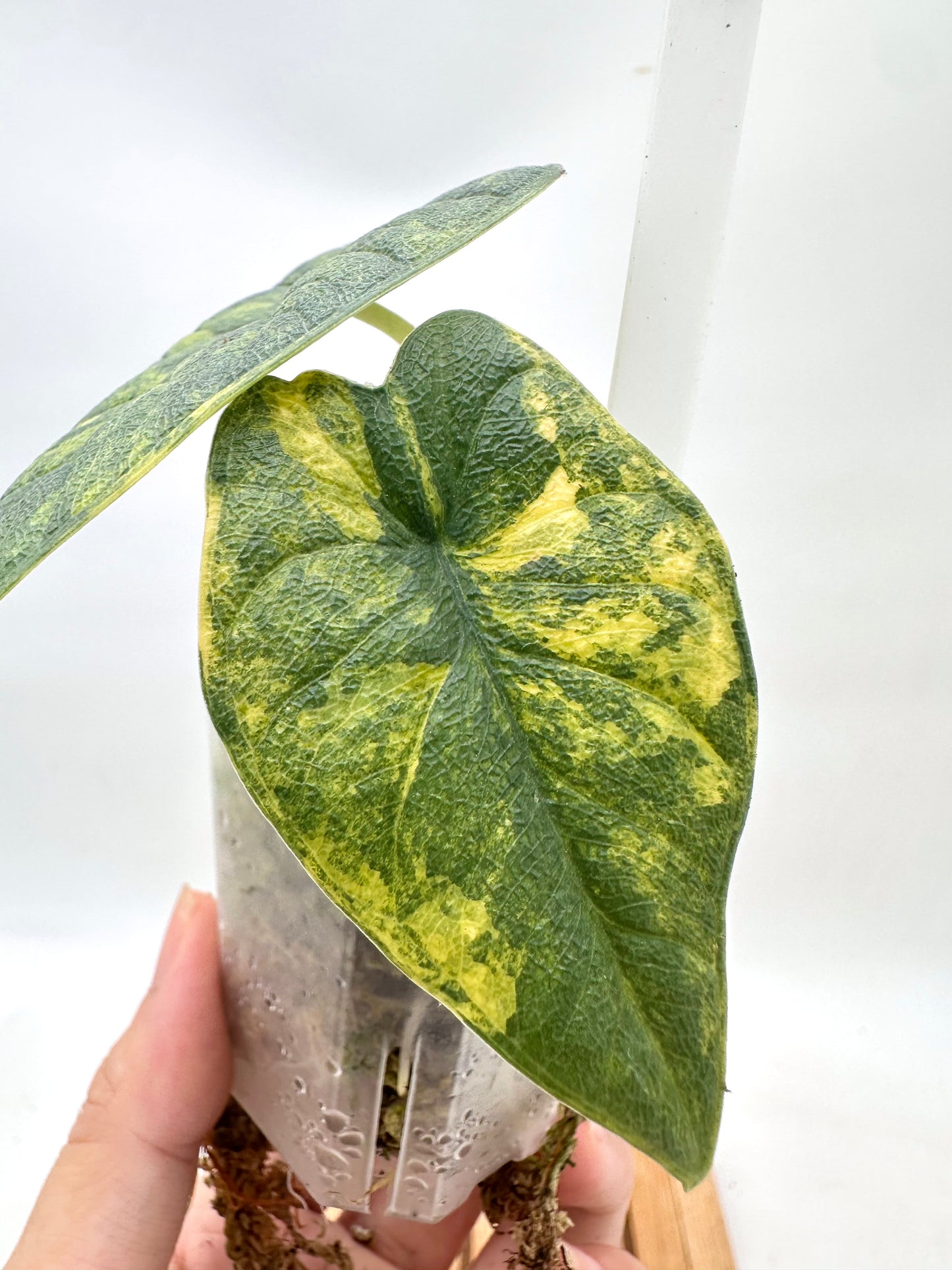 Alocasia Melo Aurea Variegated