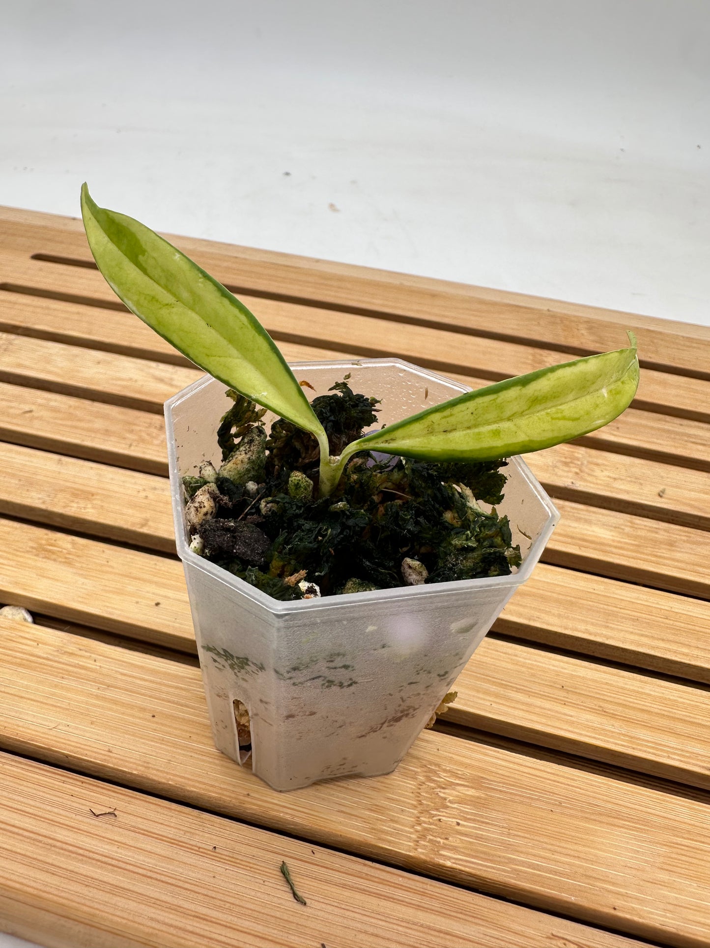 Hoya Yingjiangensis Variegated