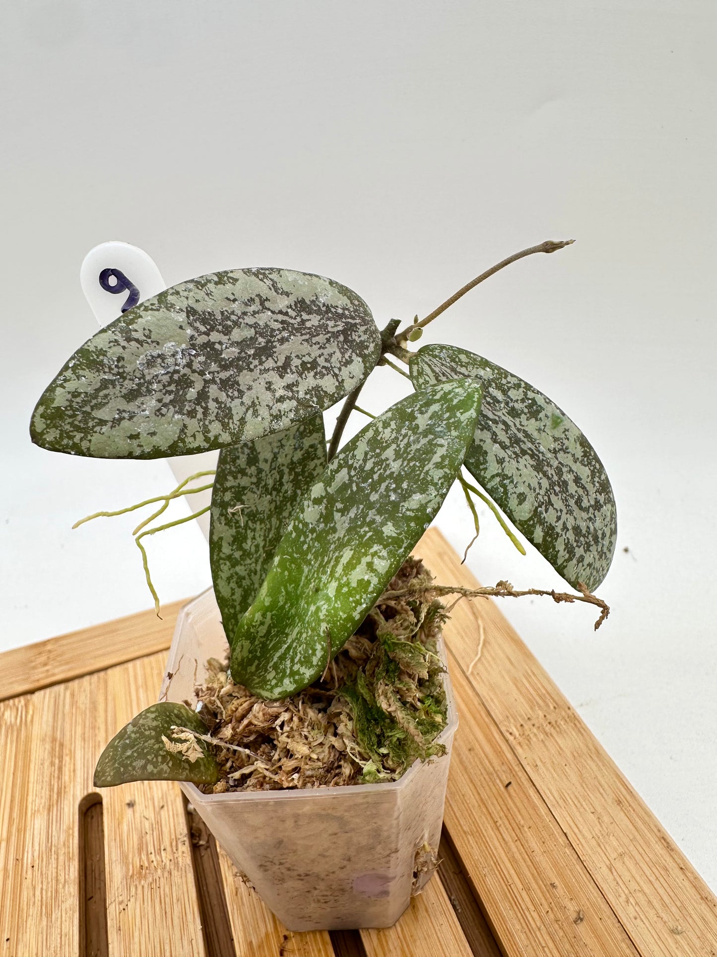 Hoya Sigillatis Silver AH001