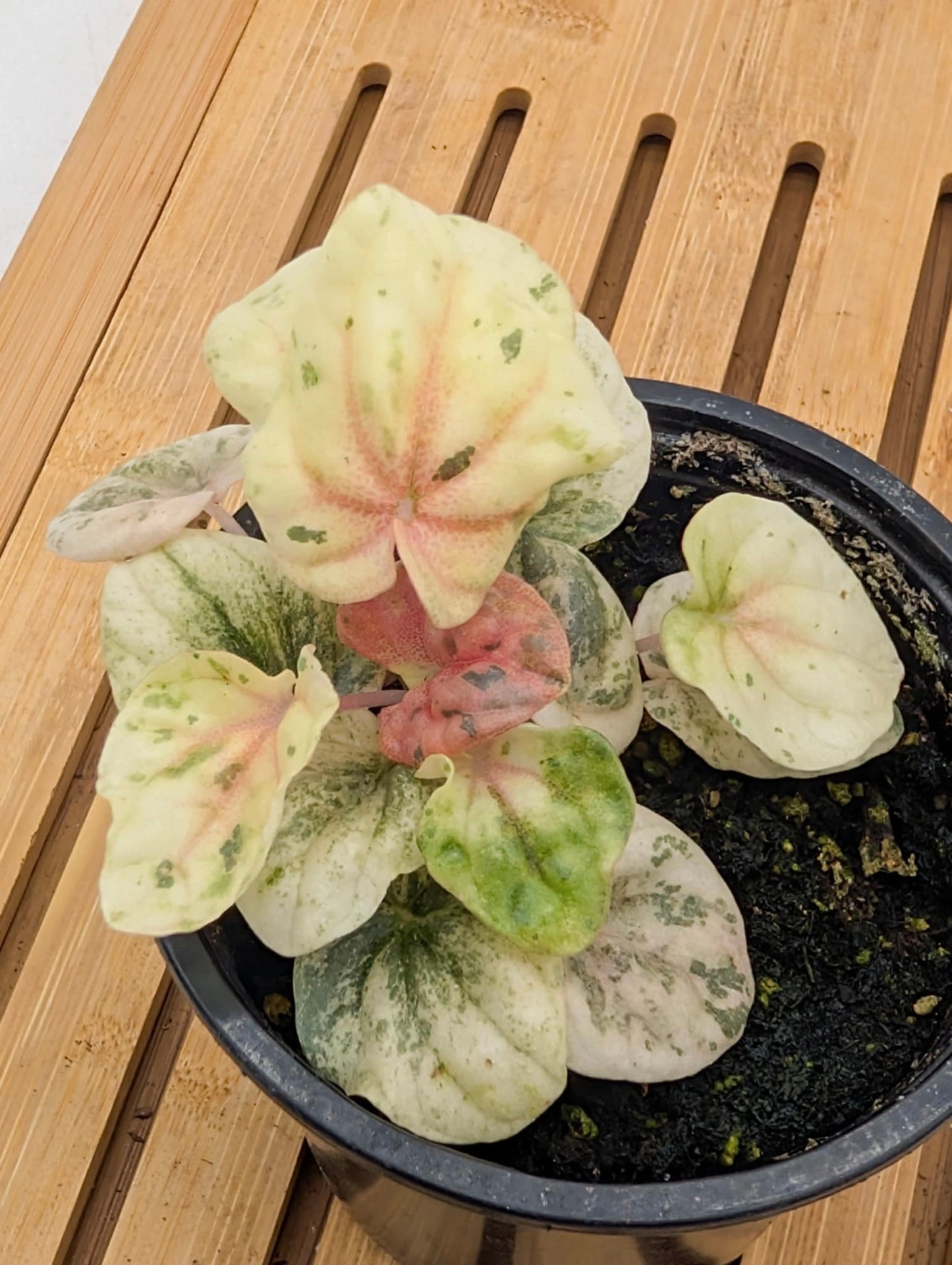 Peperomia Pink Lady
