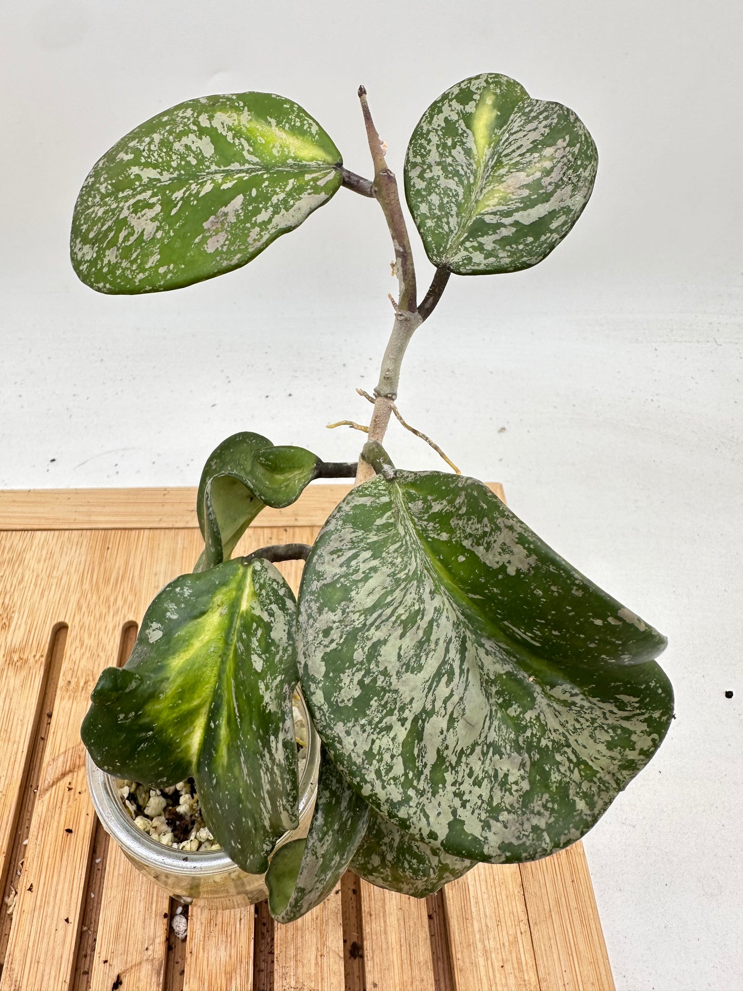 Thanksgiving Sales - Variegated Hoya Obovata Splash + Variegata