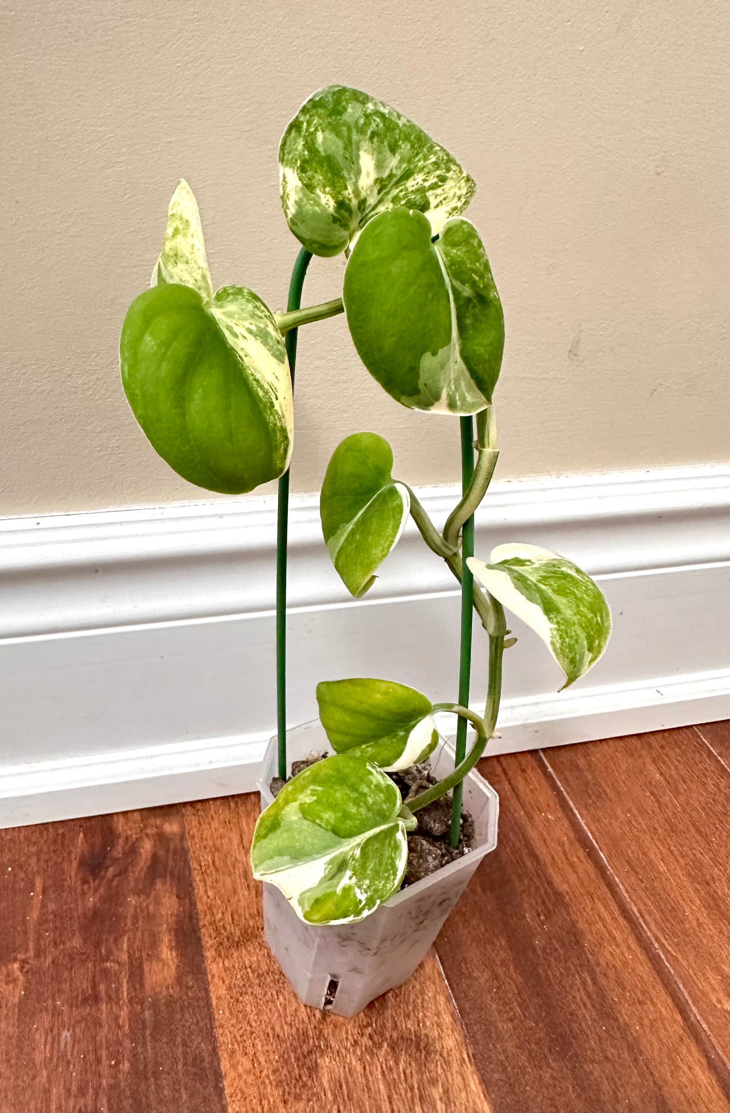 Scindapsus Mangurai Variegated