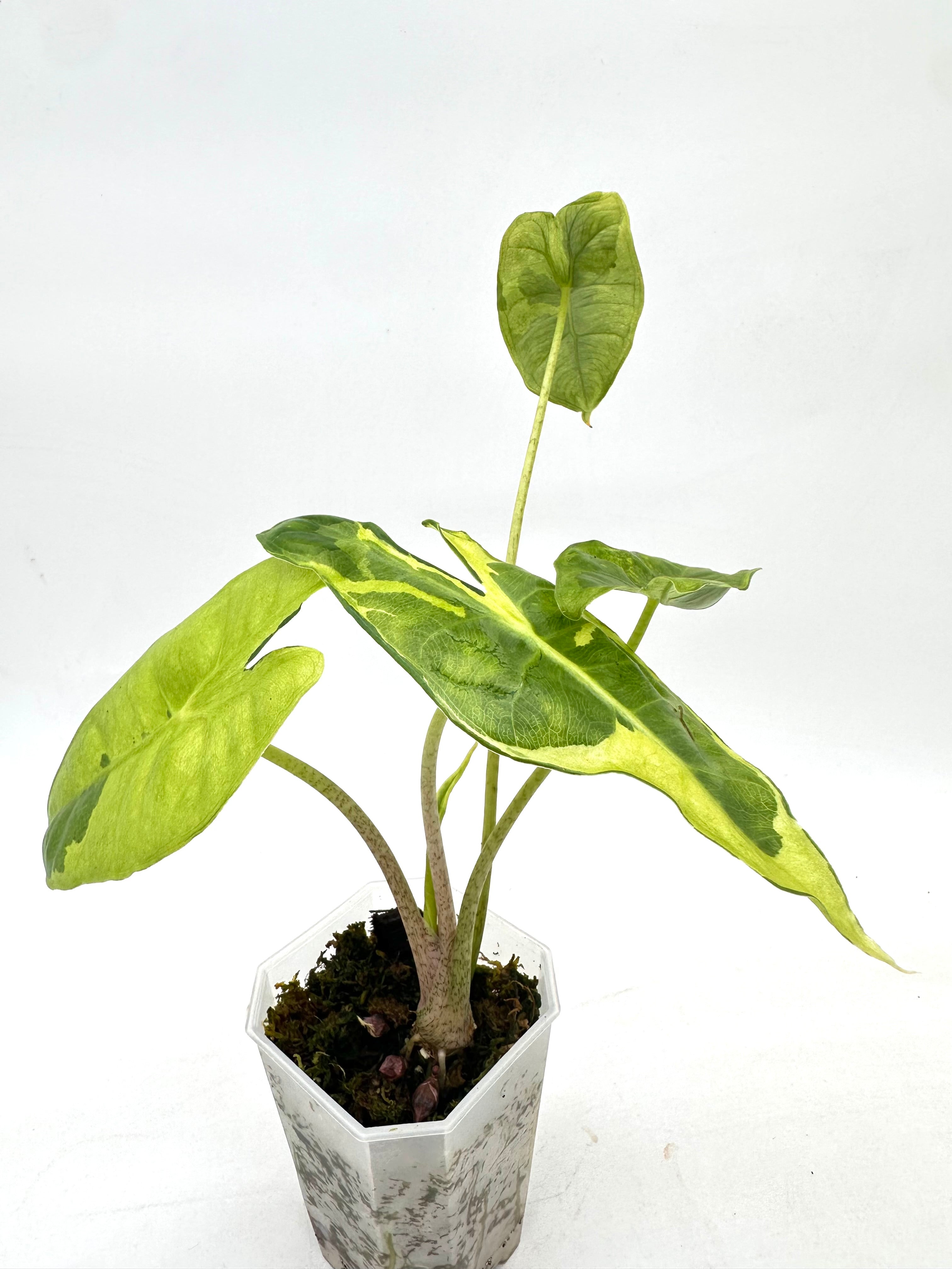 Aroids – Signature Tropicals