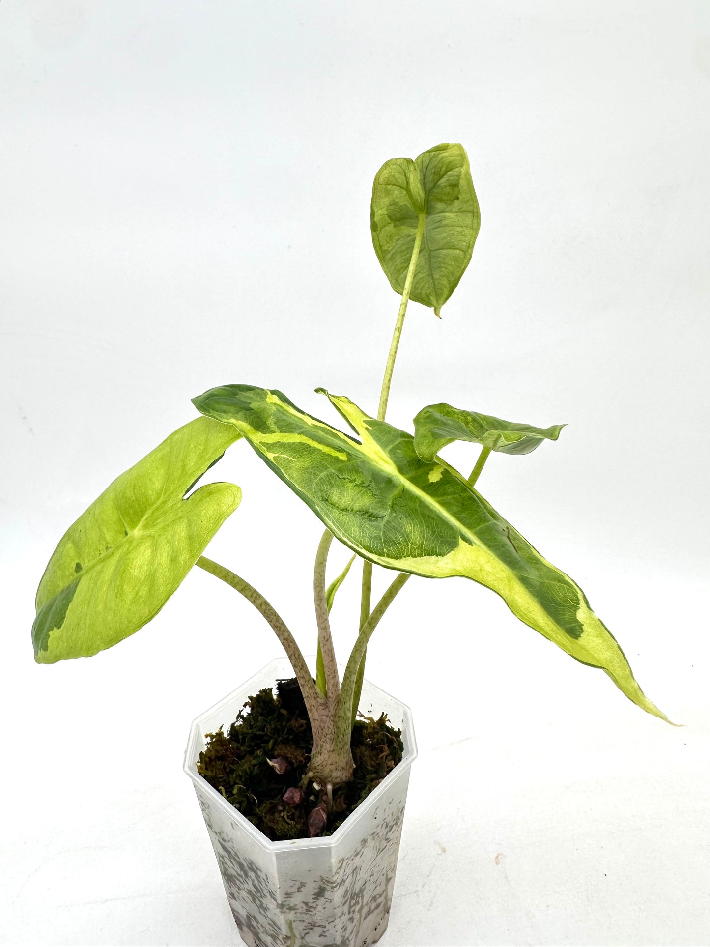 Alocasia Longiloba ‘Lava’ CORM - Rare