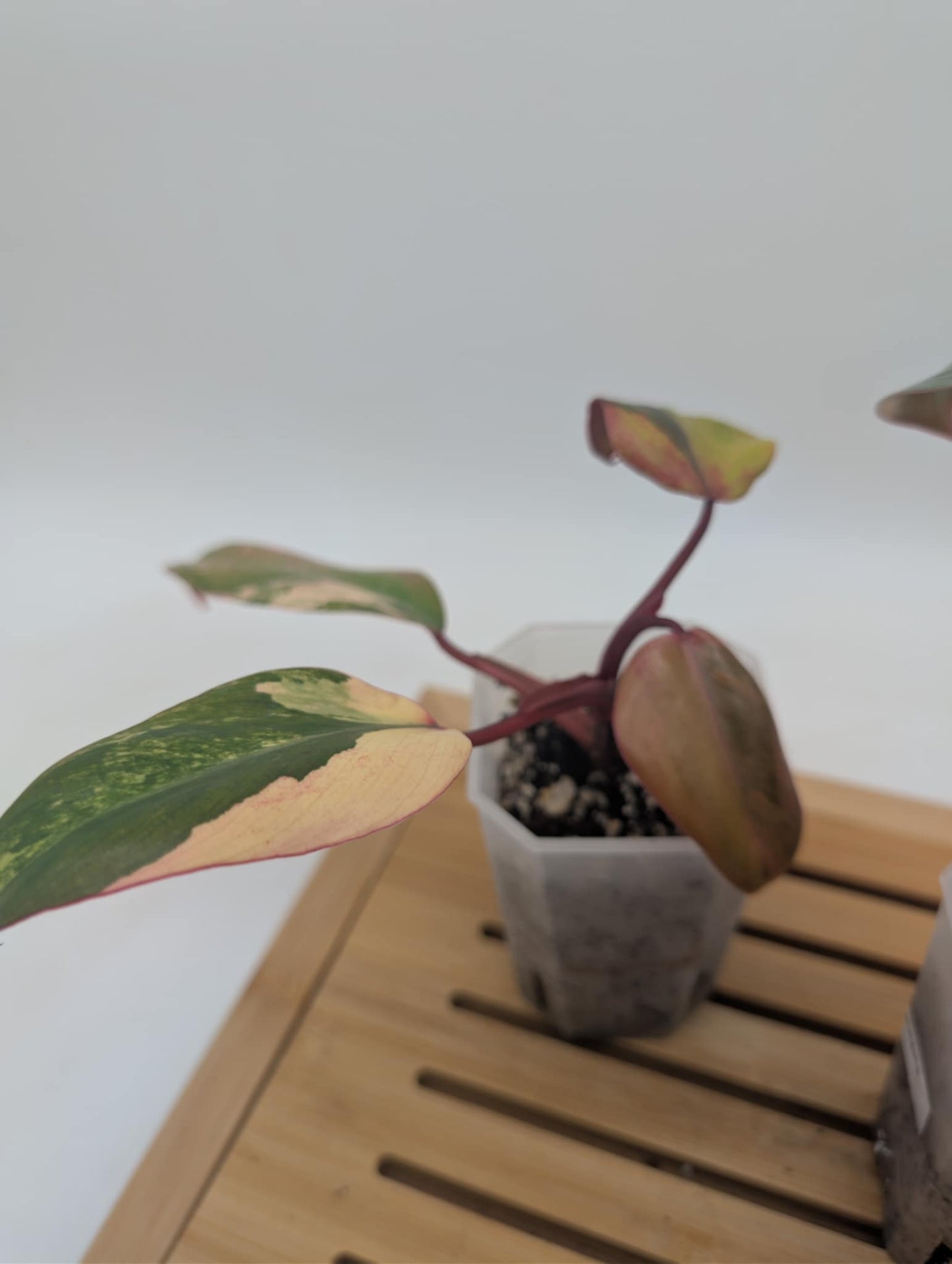 Philodendron Strawberry Shake