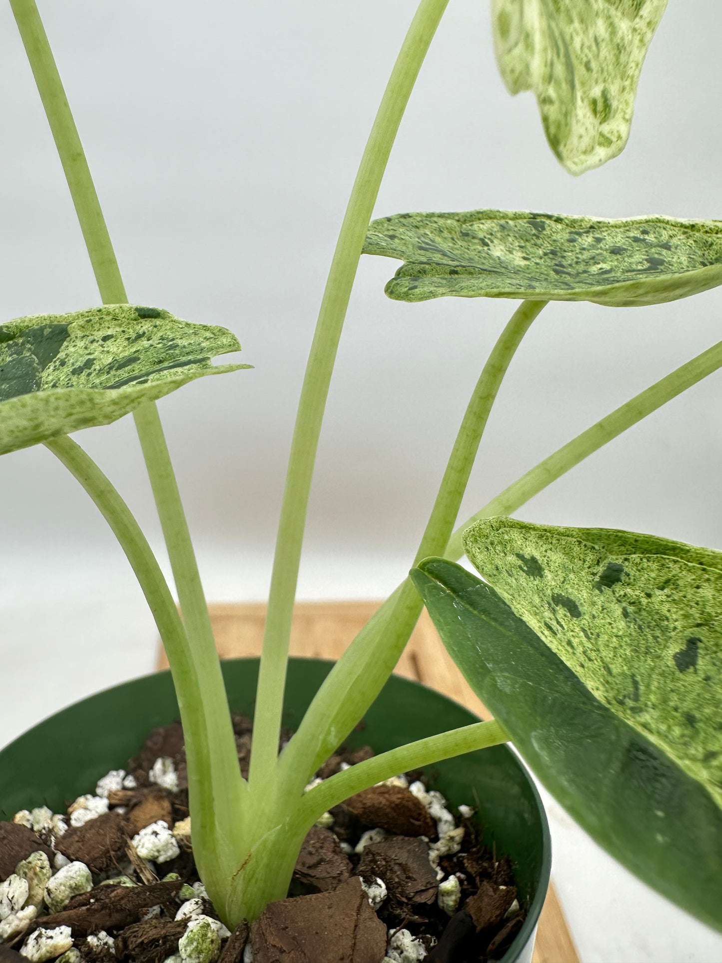 Alocasia Dragon Scale Mint