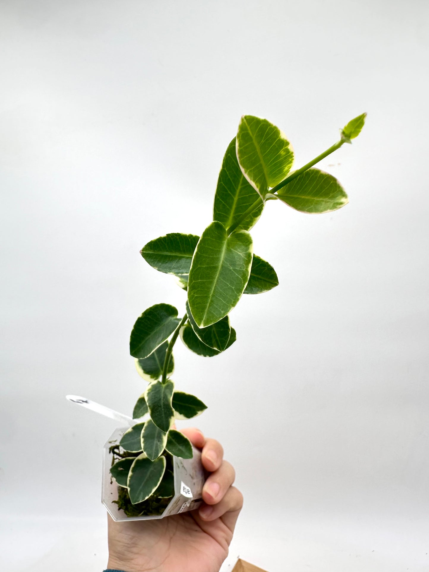 Hoya Cumingiana Albo Variegated
