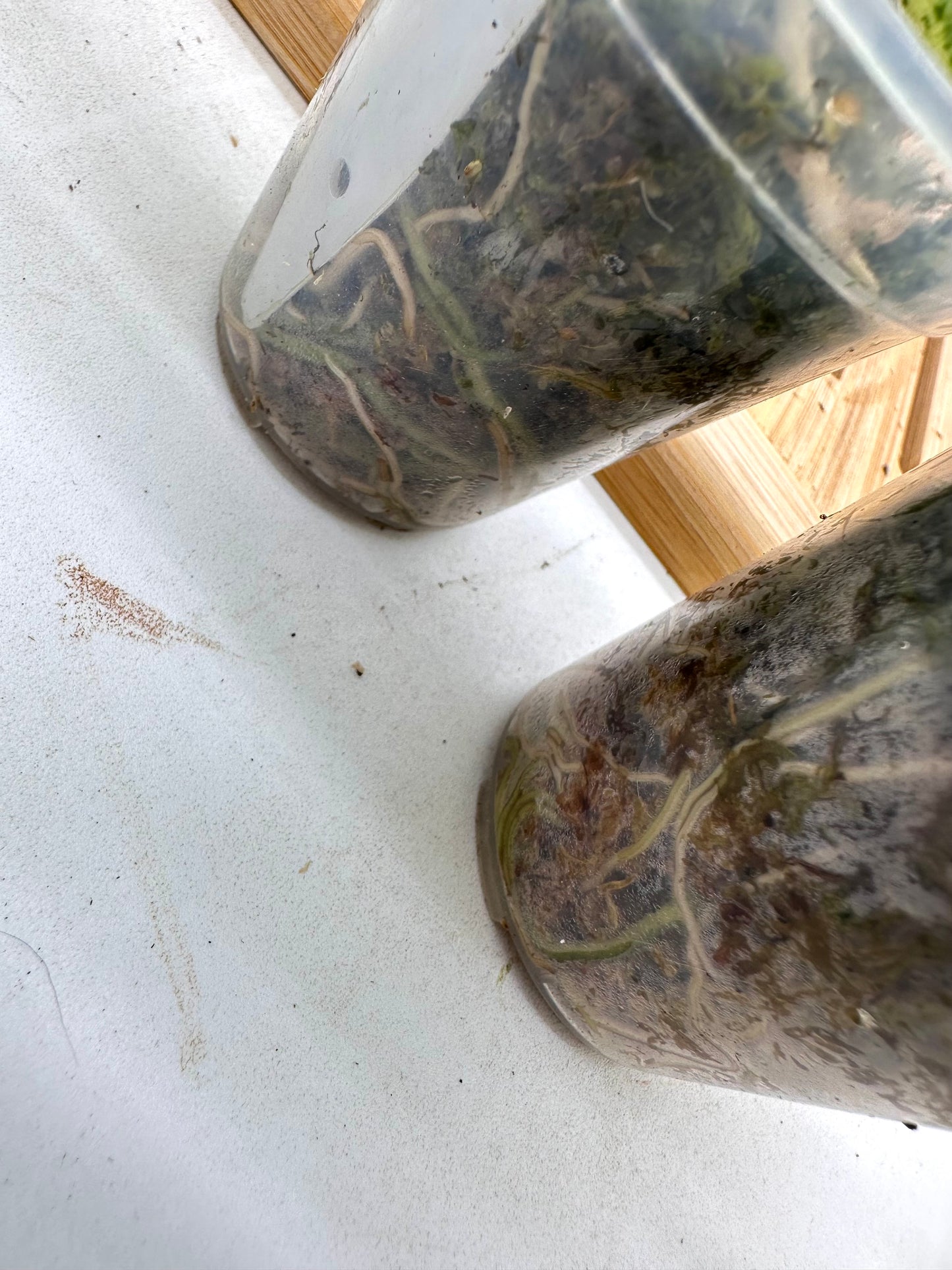 Scindapsus Halimoon Variegated 084 085