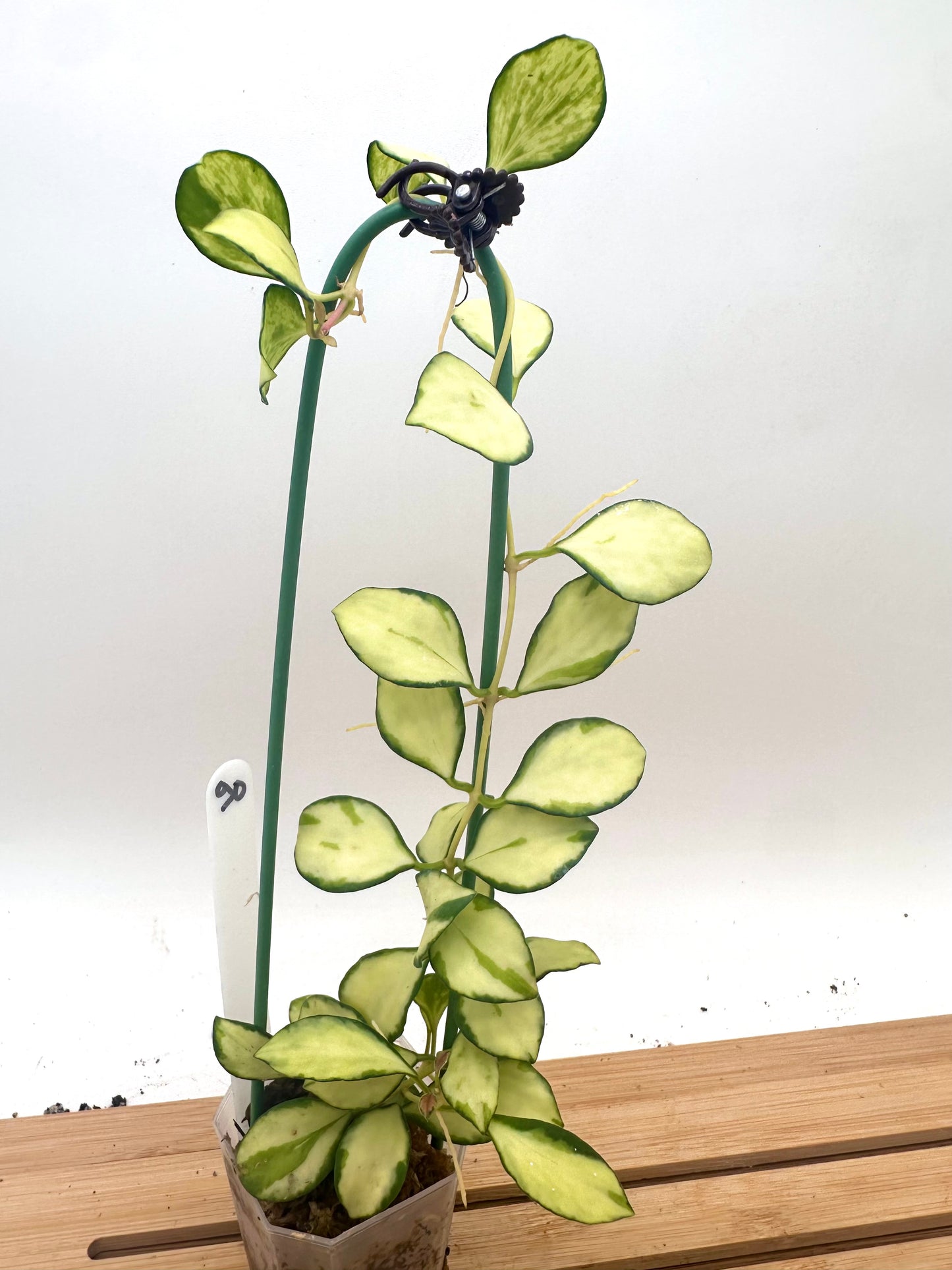 Hoya Heuschkeliana Inner Variegated - 4 Growths