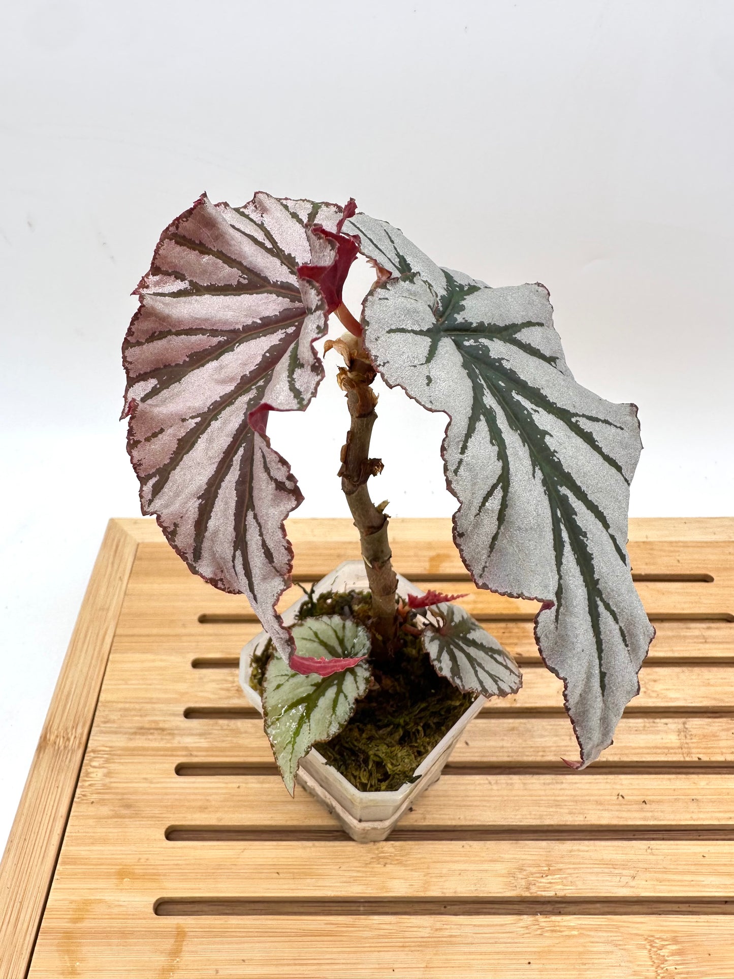 Begonia Looking Glass