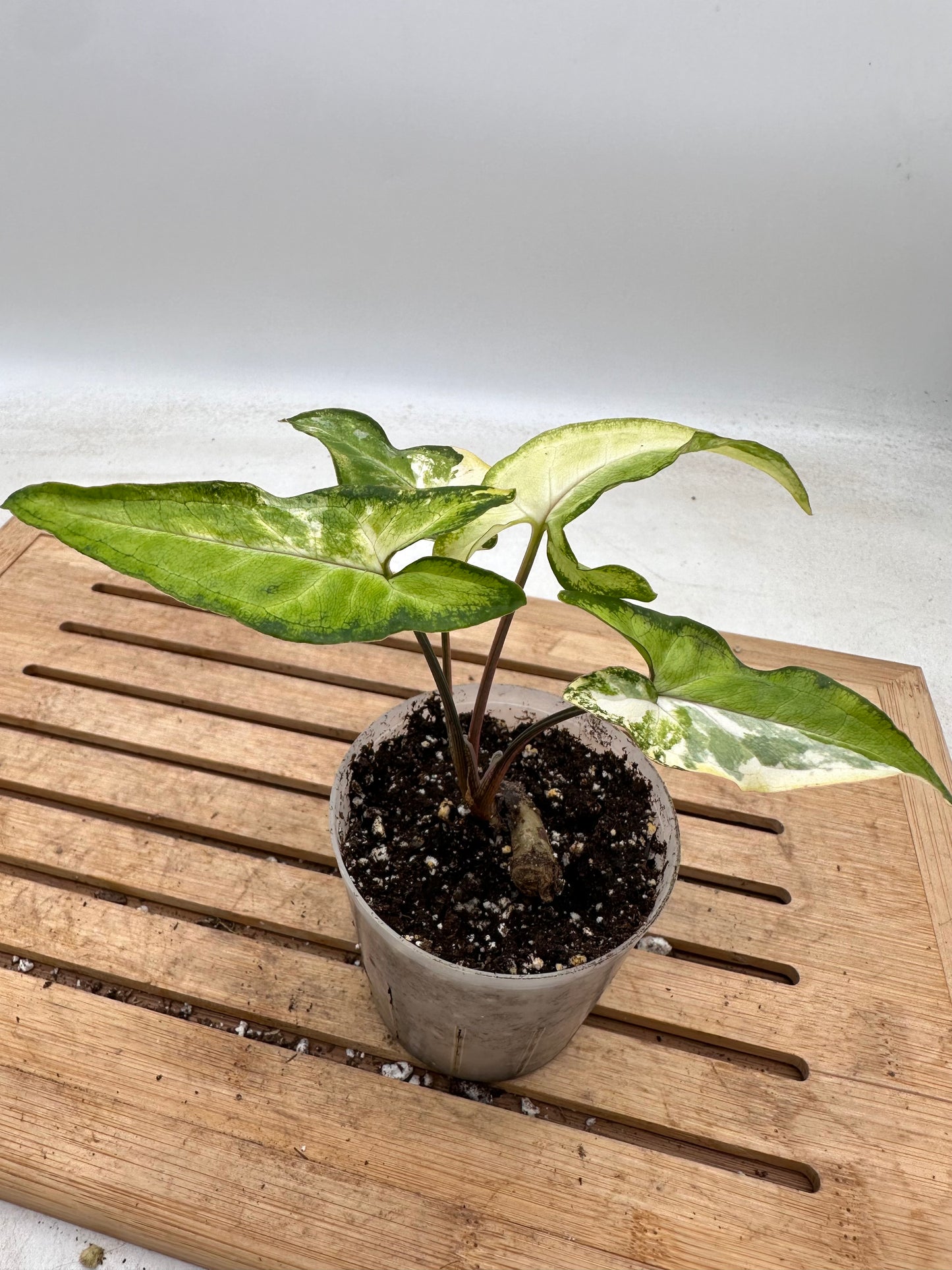 Syngonium Angustatum Variegated - Labour Day Sale ❤️‍🔥
