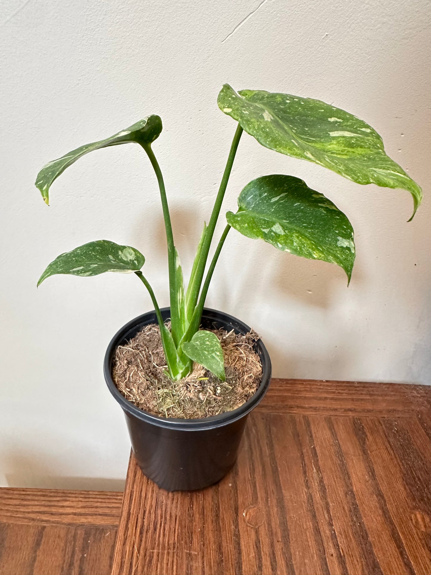 Monstera Miracle Mint/Tricolor Mint