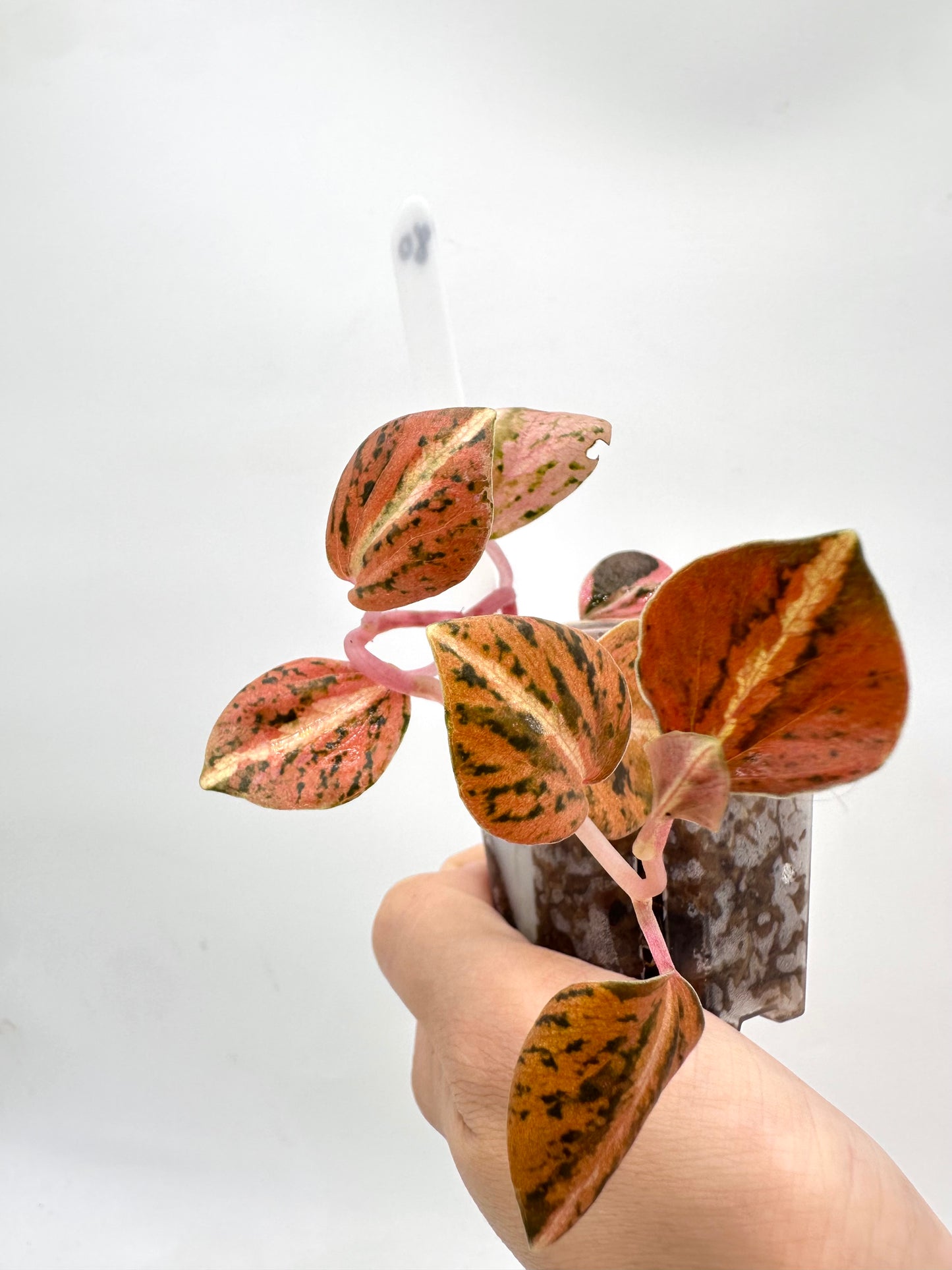 Peperomia Metallica Orange Variegated 080