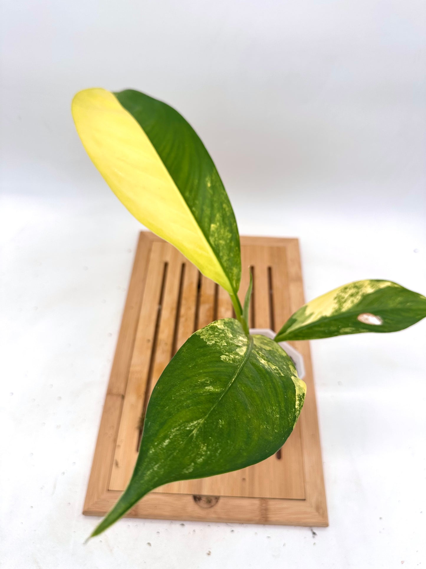 Dieffenbachia ‘Big Ben’ Variegated