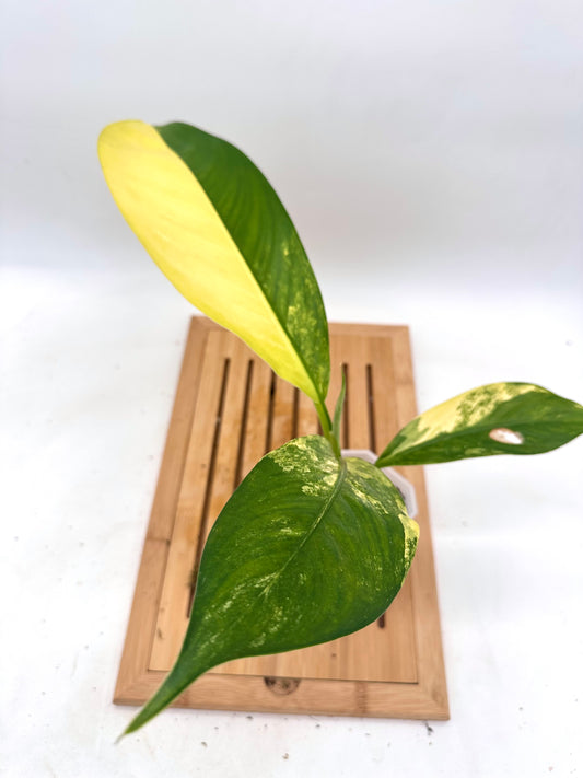 Dieffenbachia ‘Big Ben’ Variegated