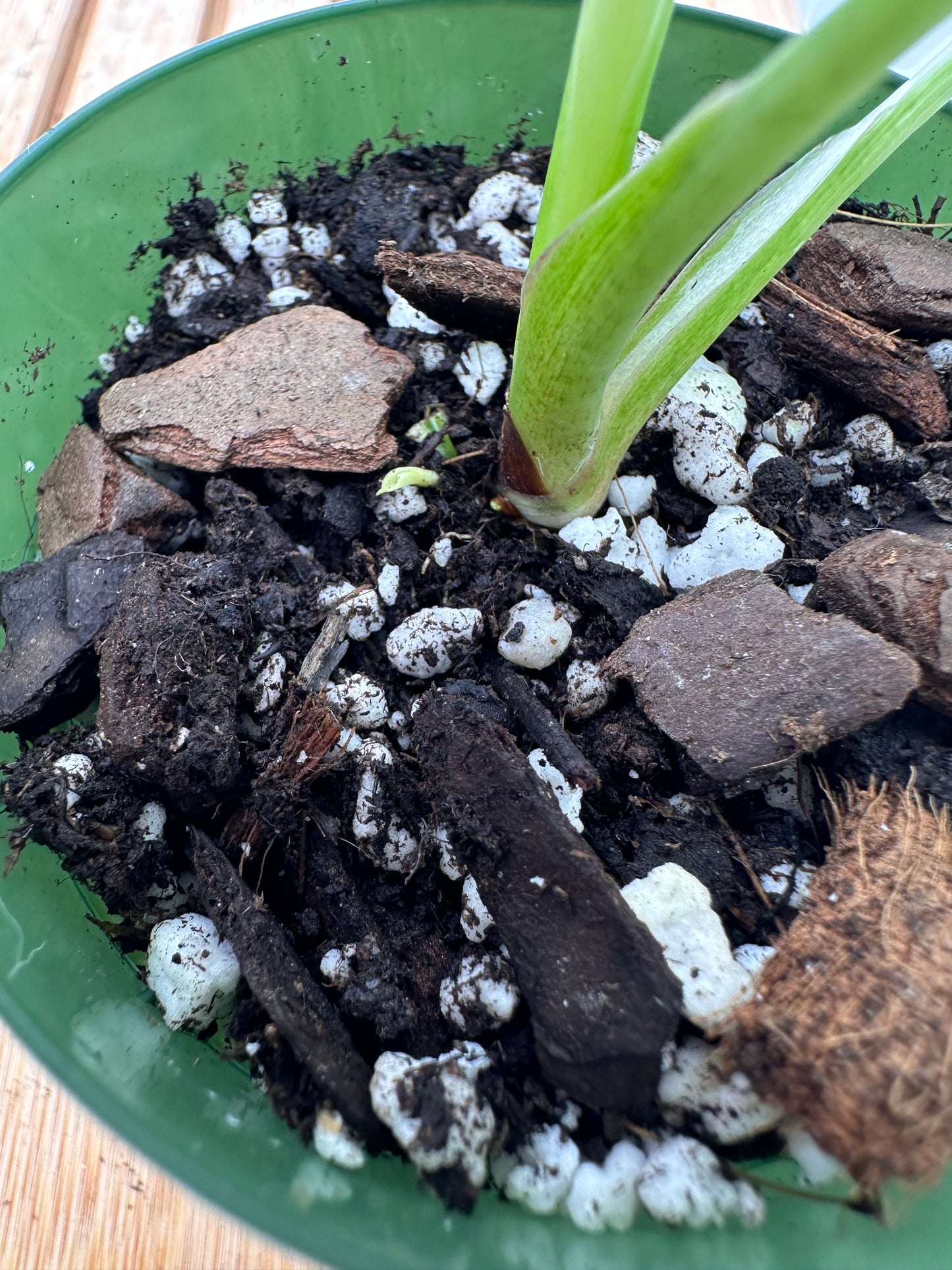 Homalonema Rubescens Variegated