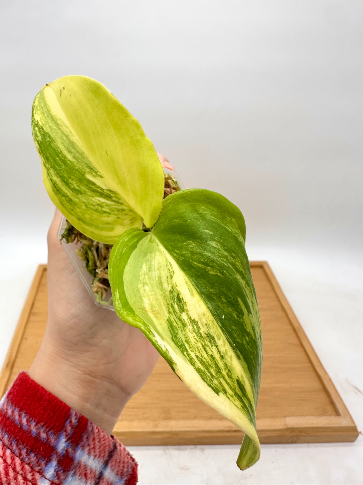 Scindapsus Rubicon