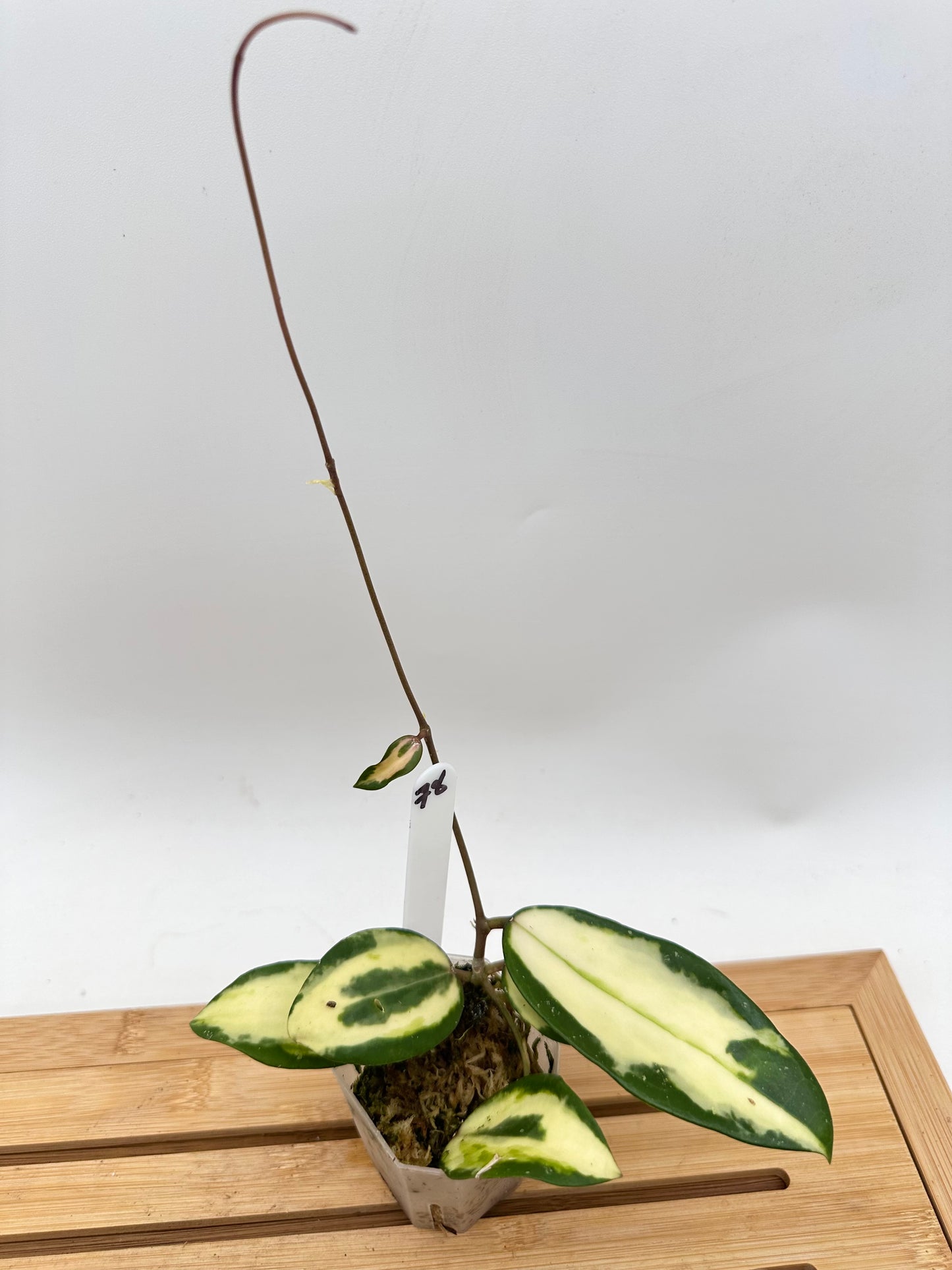 Hoya Acuta Inner Variegated