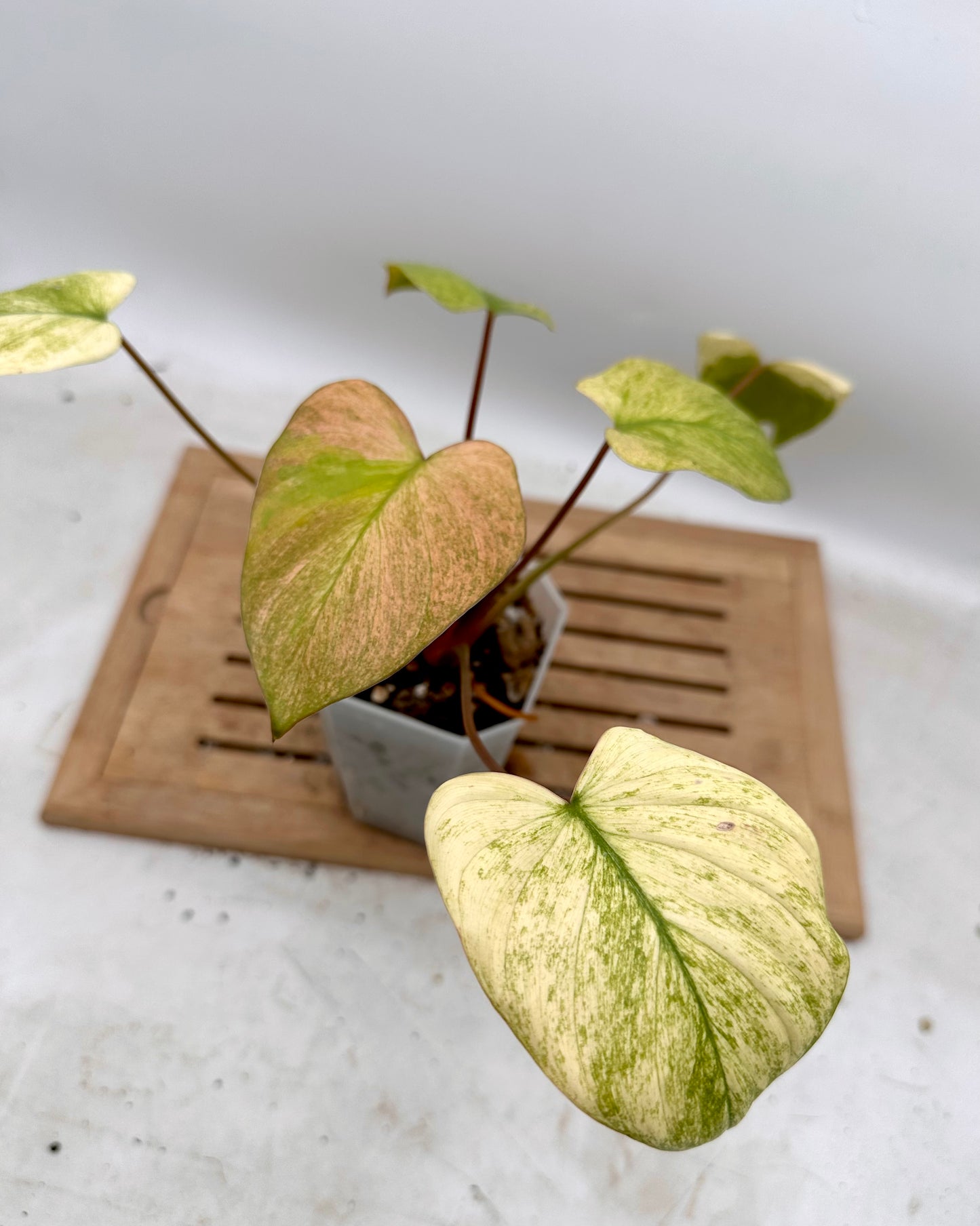 Homalonema Mint Pink Variegated