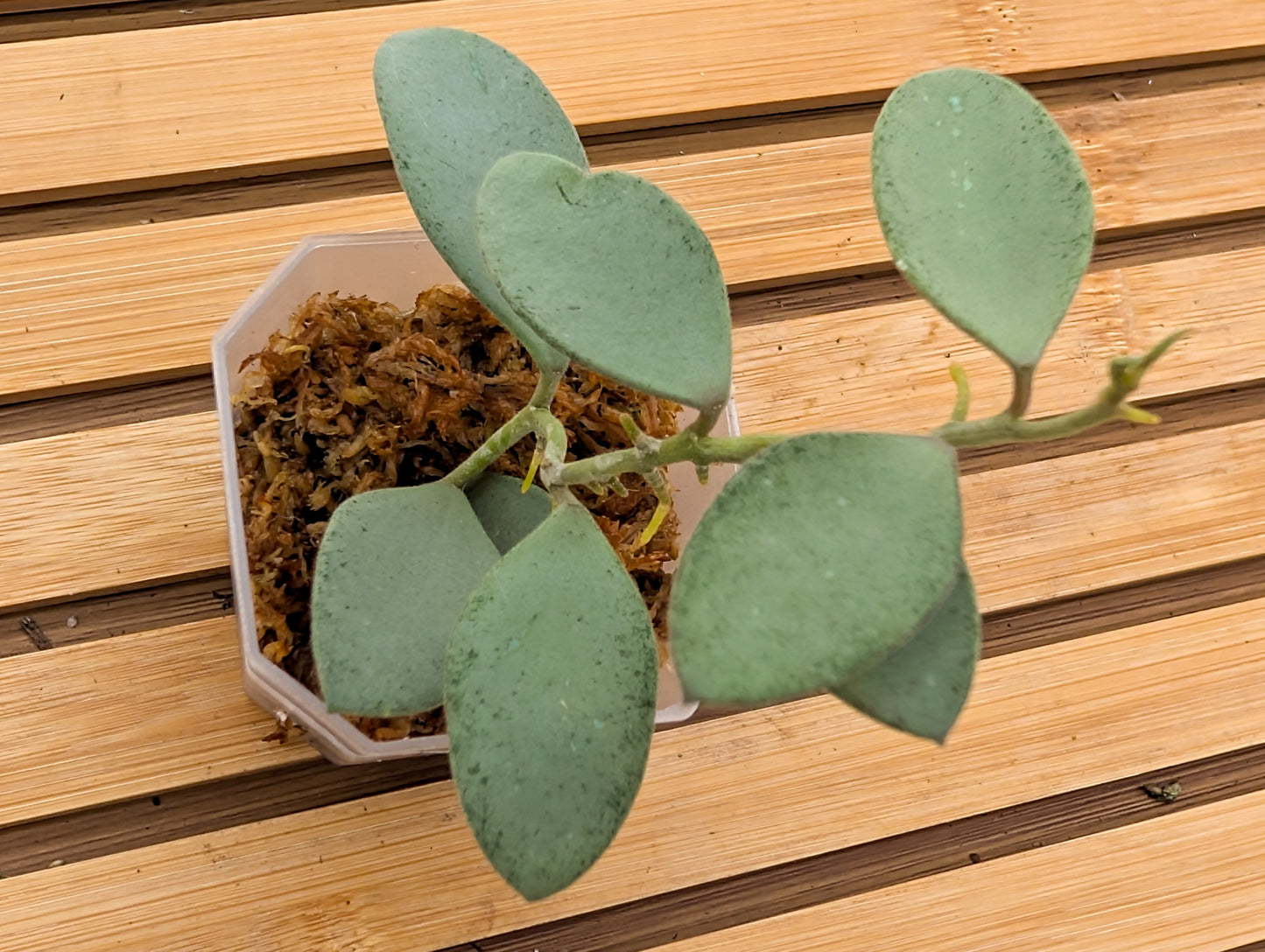 Hoya Nummularioides Silver