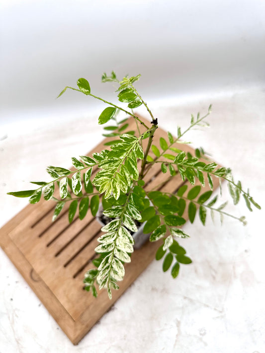 Phyllanthus Pulcher Variegated