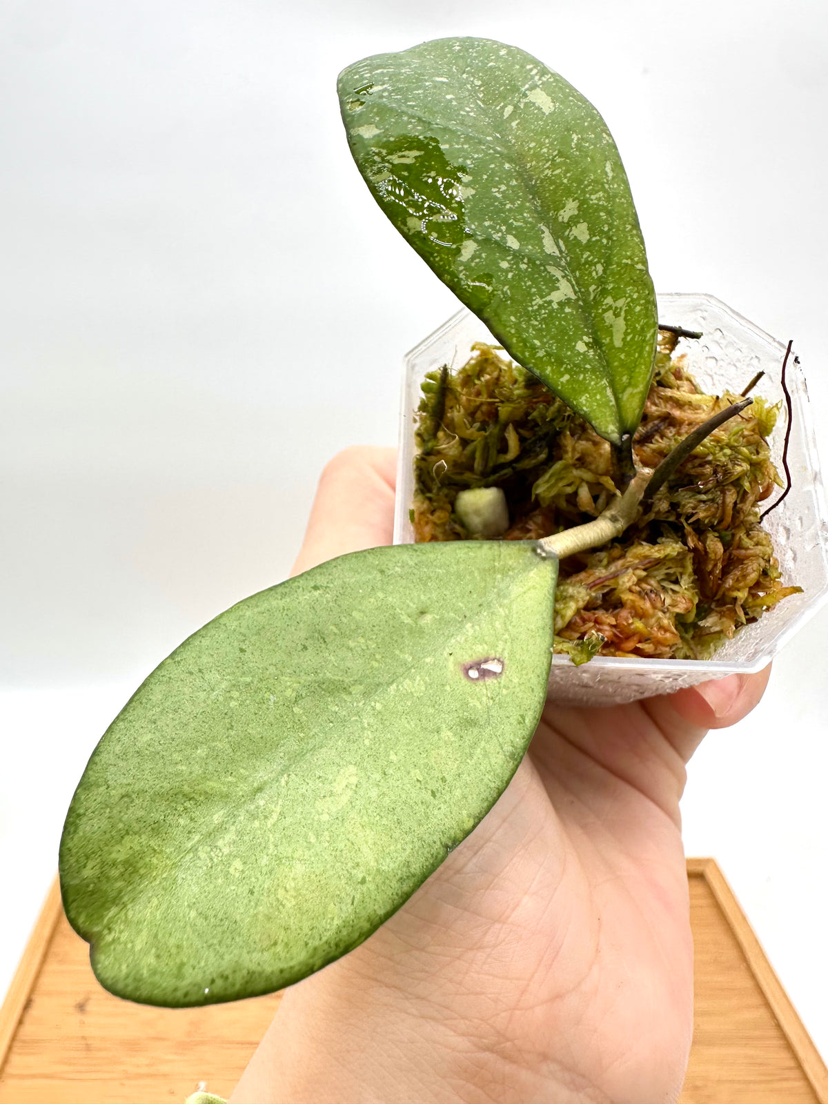 Hoya Meena Silver Splash