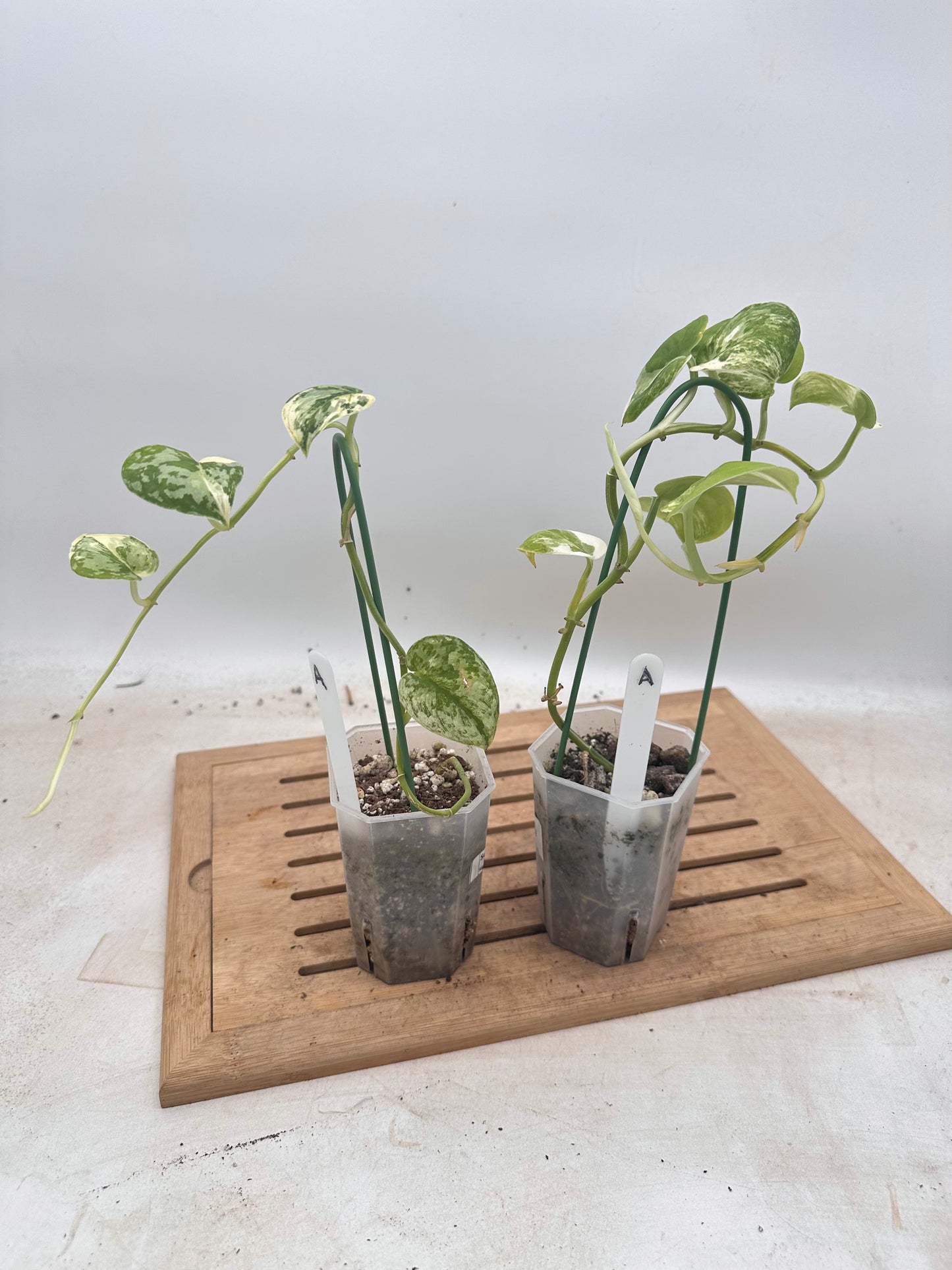 Combo Sale - Scindapsus Mayari & Mangurai