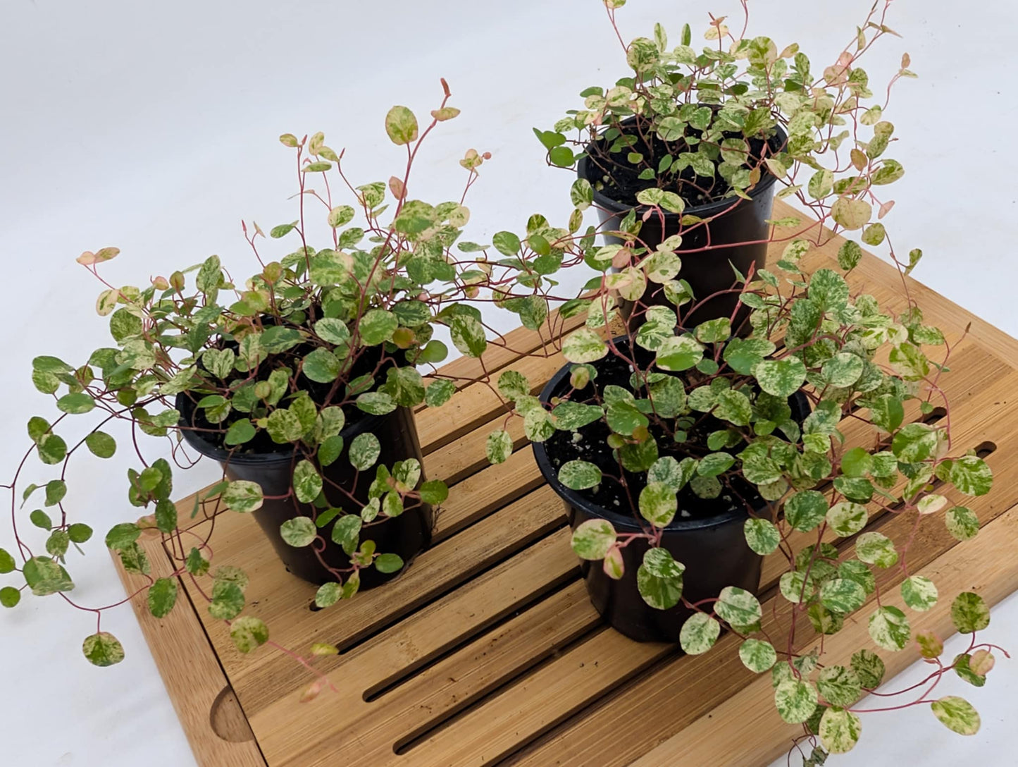 Variegated Wire Vines