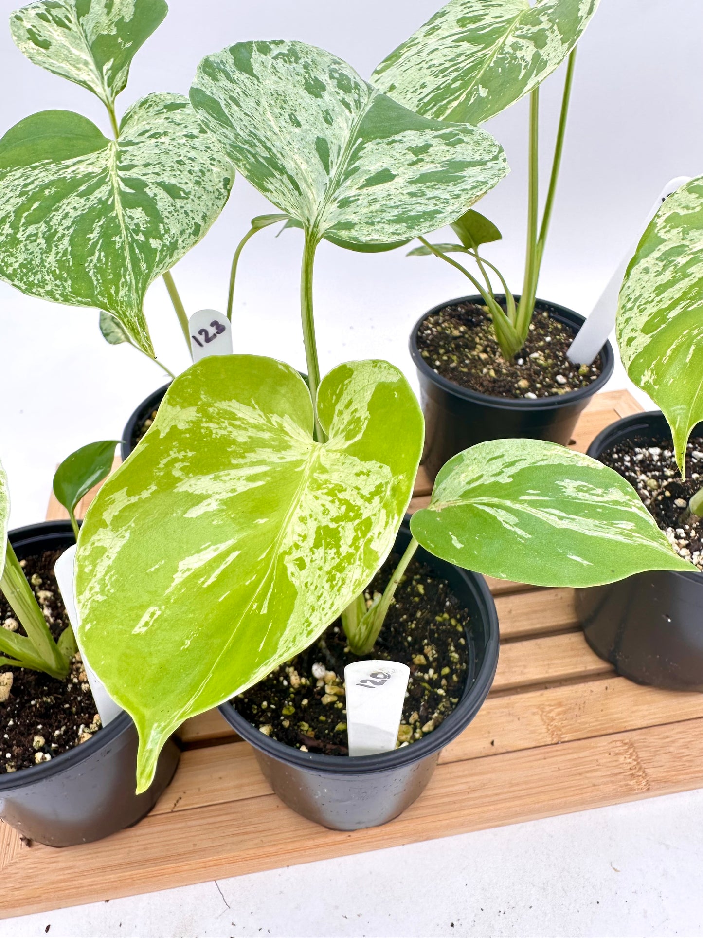 Monstera Bulbasaur in 4” Pot