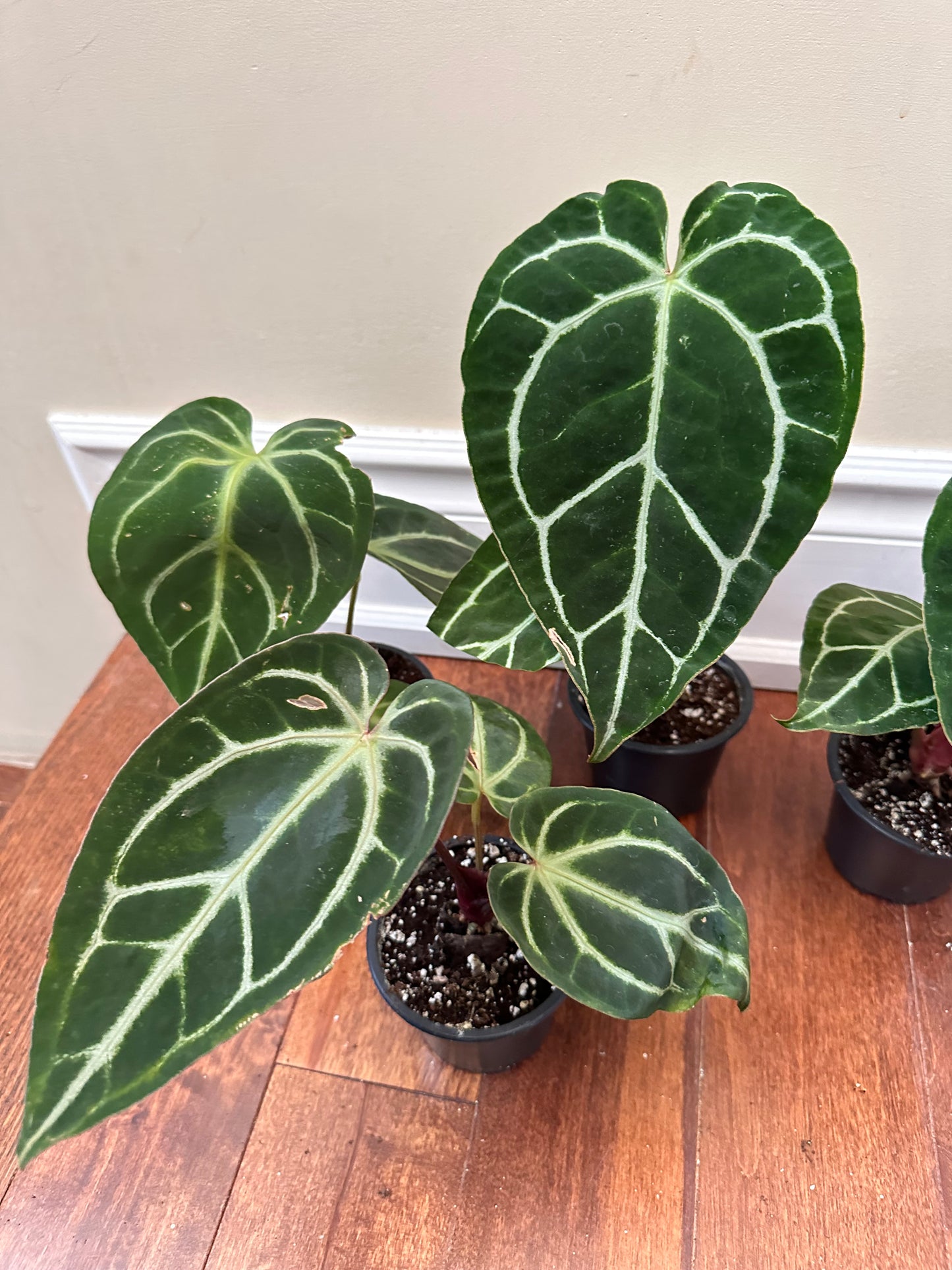 Anthurium Crystallinum ‘Turtle’ - Labour Day Sale