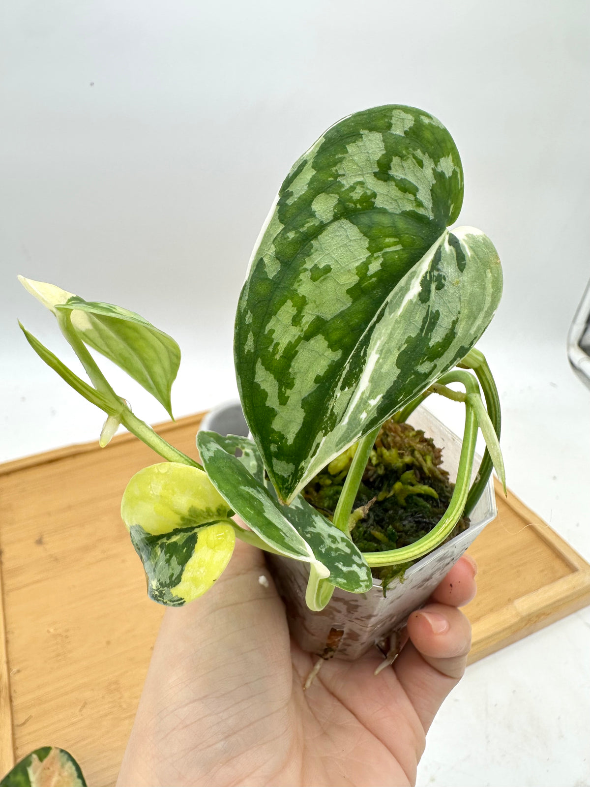 Scindapsus Mayari Variegated