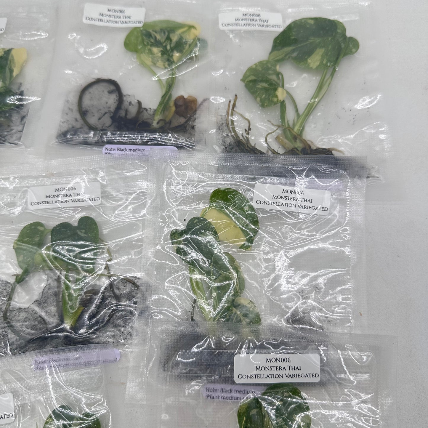 Tissue Culture - Monstera Thai Constellation